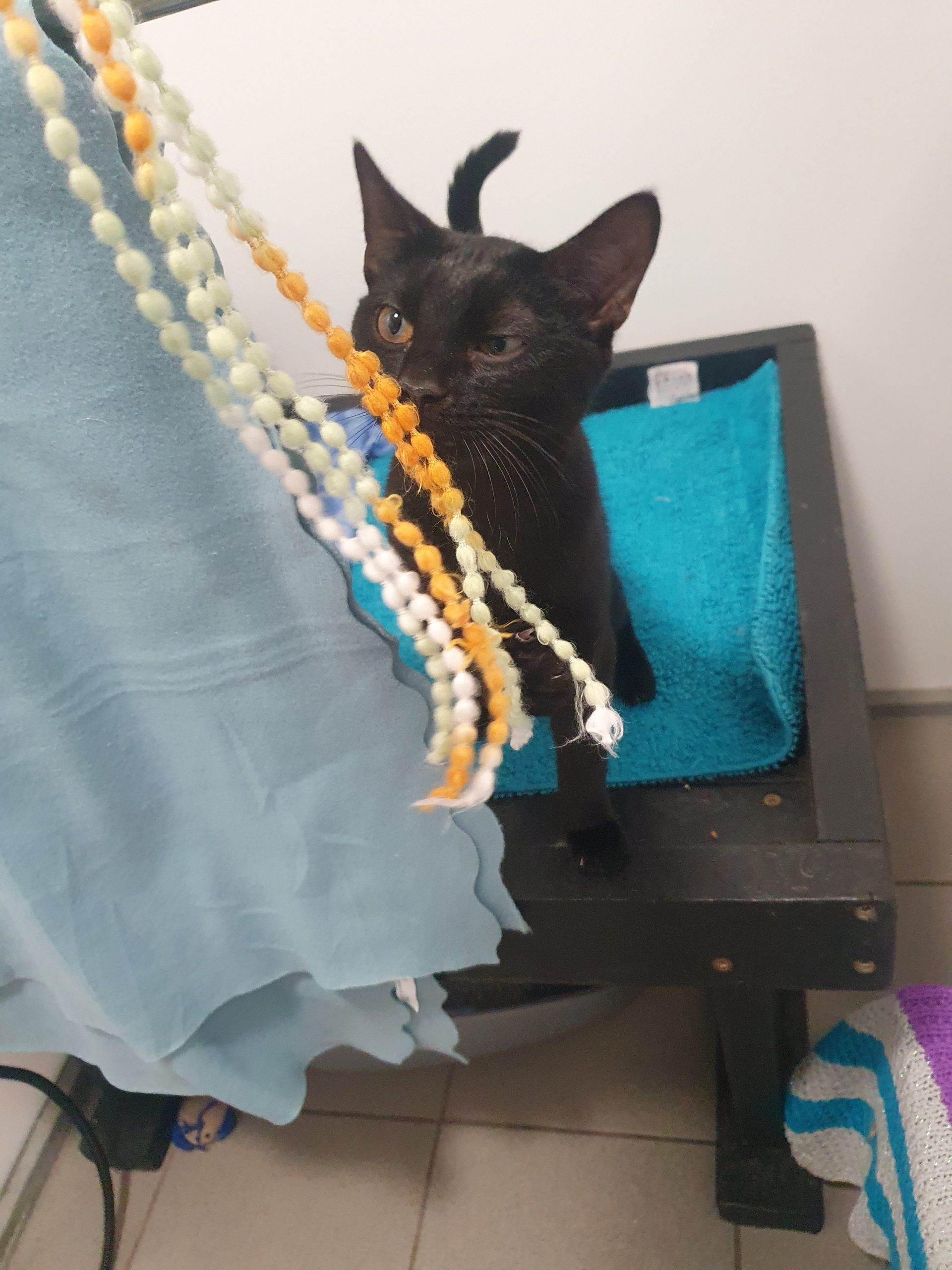 Leo- 7 Month Old Male- RESERVED