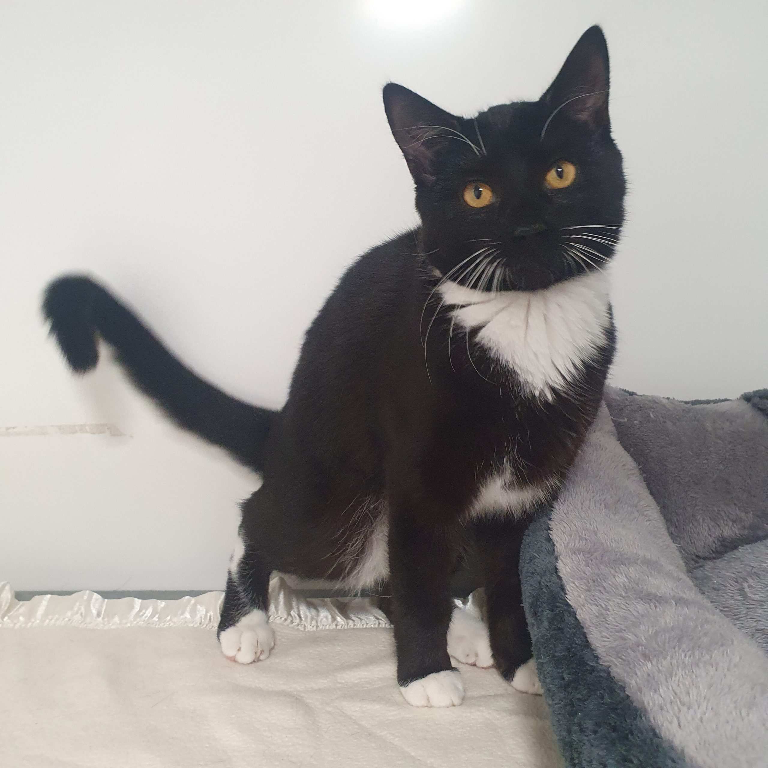 Noah- 6 Month Old Male- MEETING BOOKED