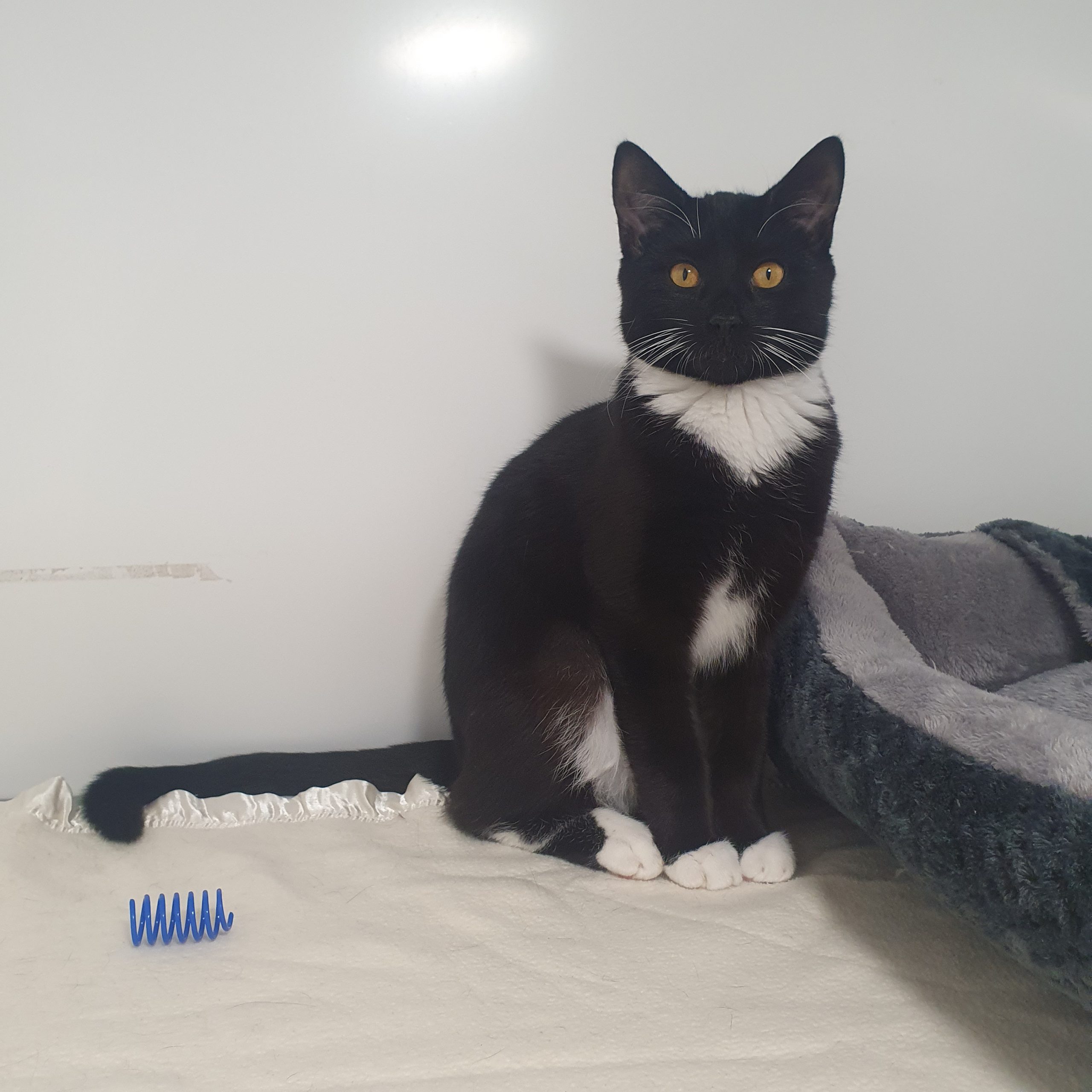 Noah- 6 Month Old Male- MEETING BOOKED
