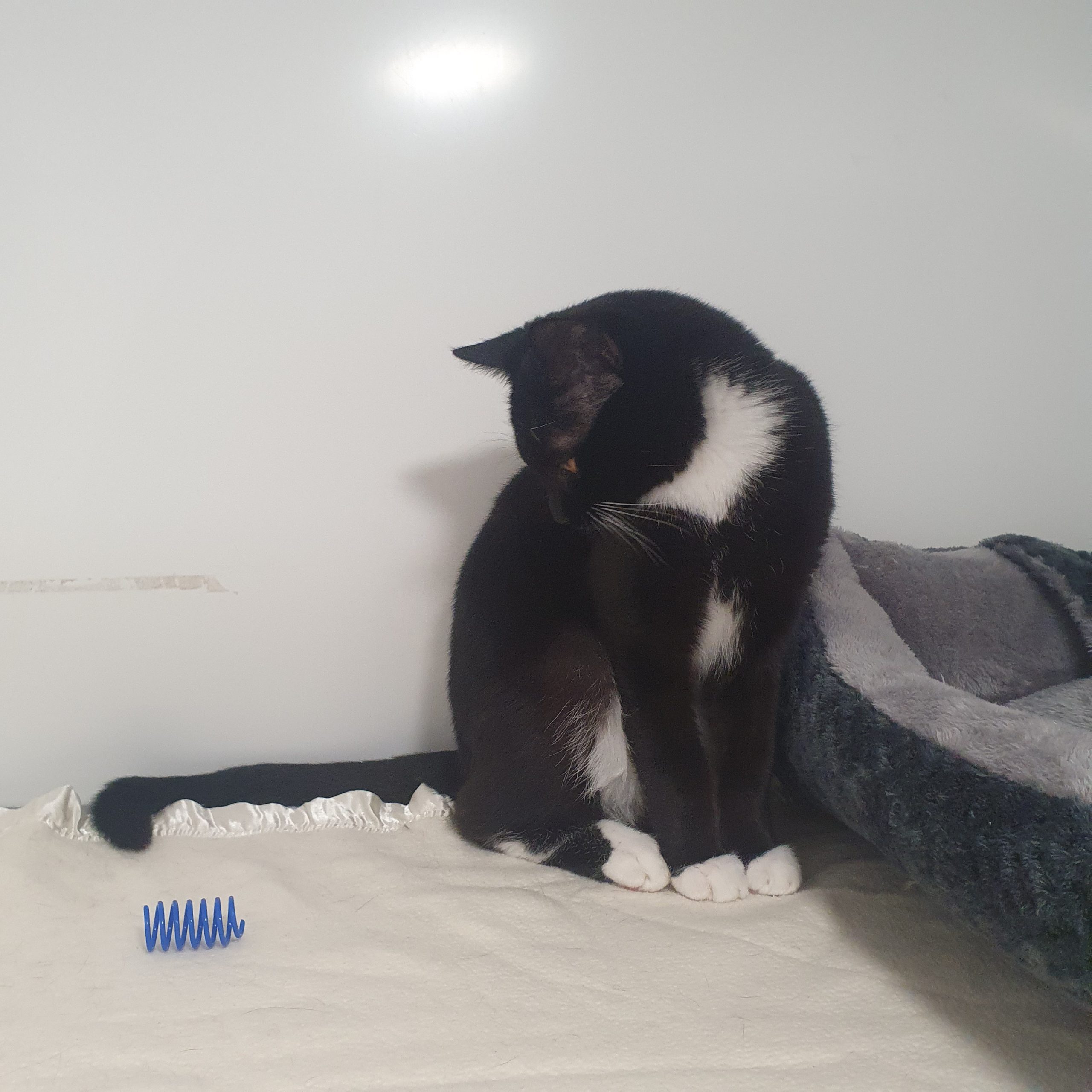 Noah- 6 Month Old Male- MEETING BOOKED
