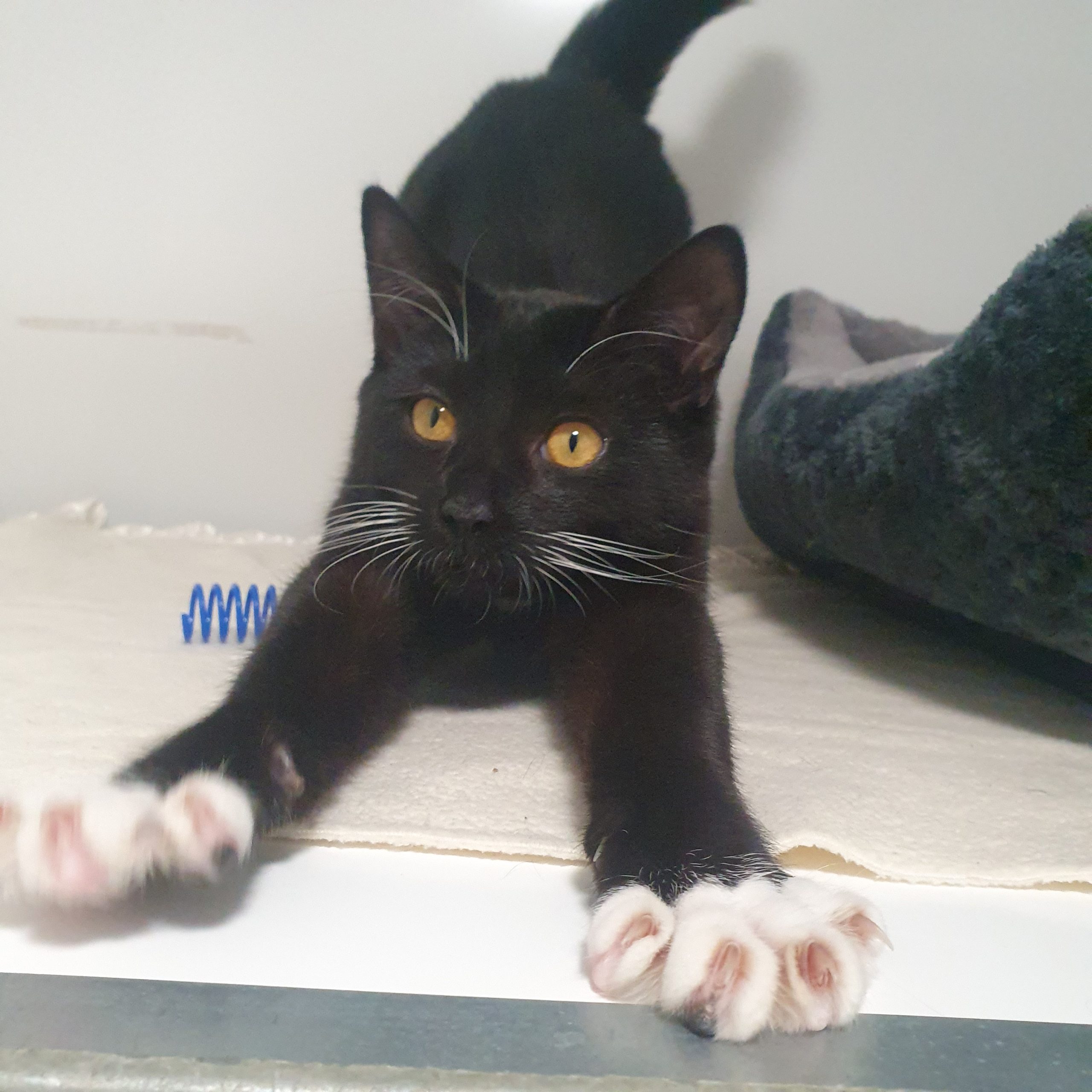 Noah- 6 Month Old Male- MEETING BOOKED