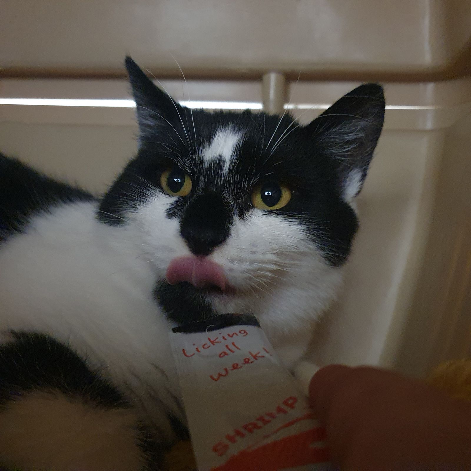 Baby- 2 Year Old Male – Spotlight Animal- MEETING BOOKED