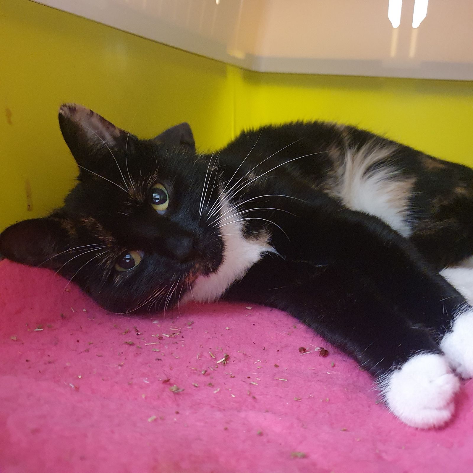 Olivia- 2 Year Old Female