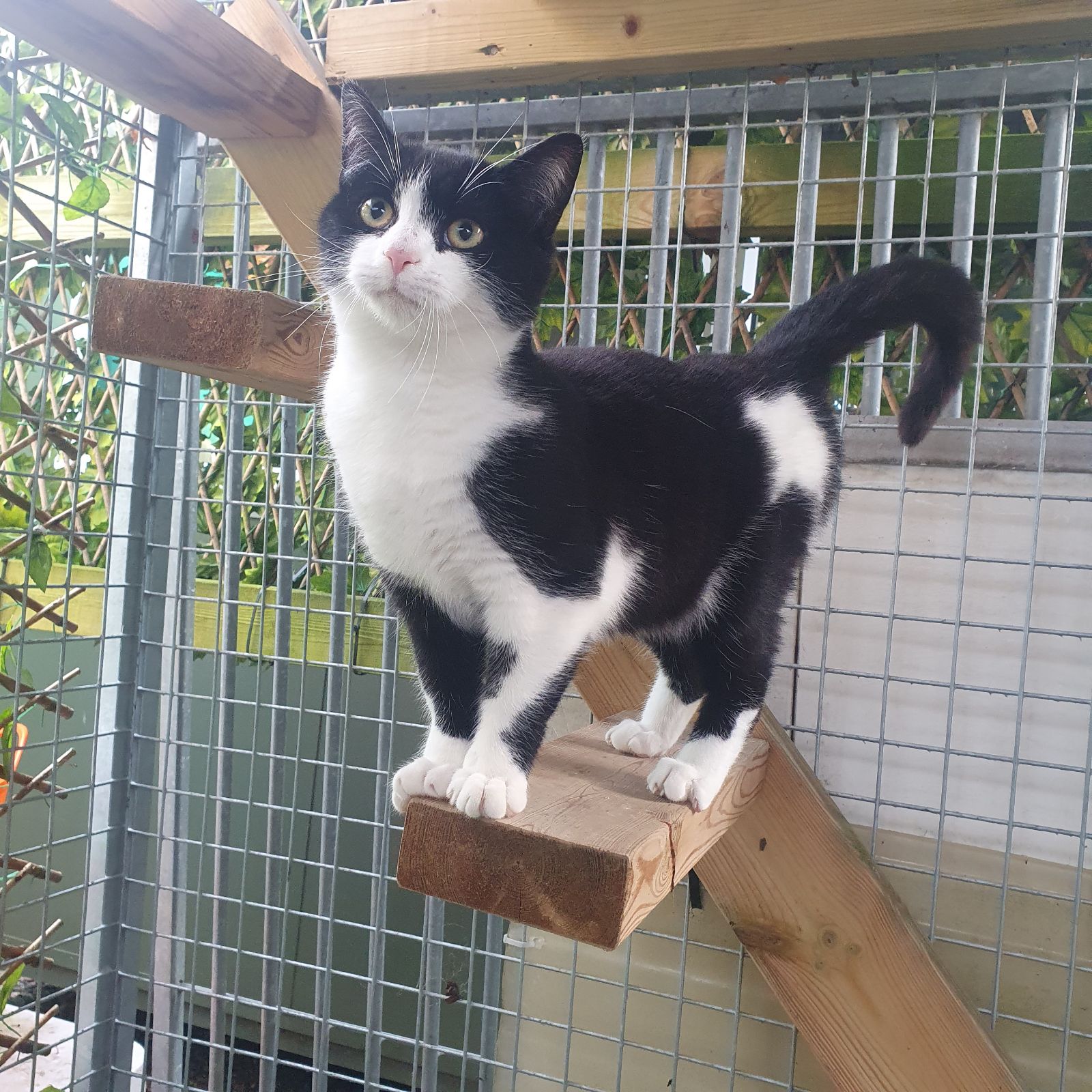 Jason- 1 Year Old Male- RESERVED