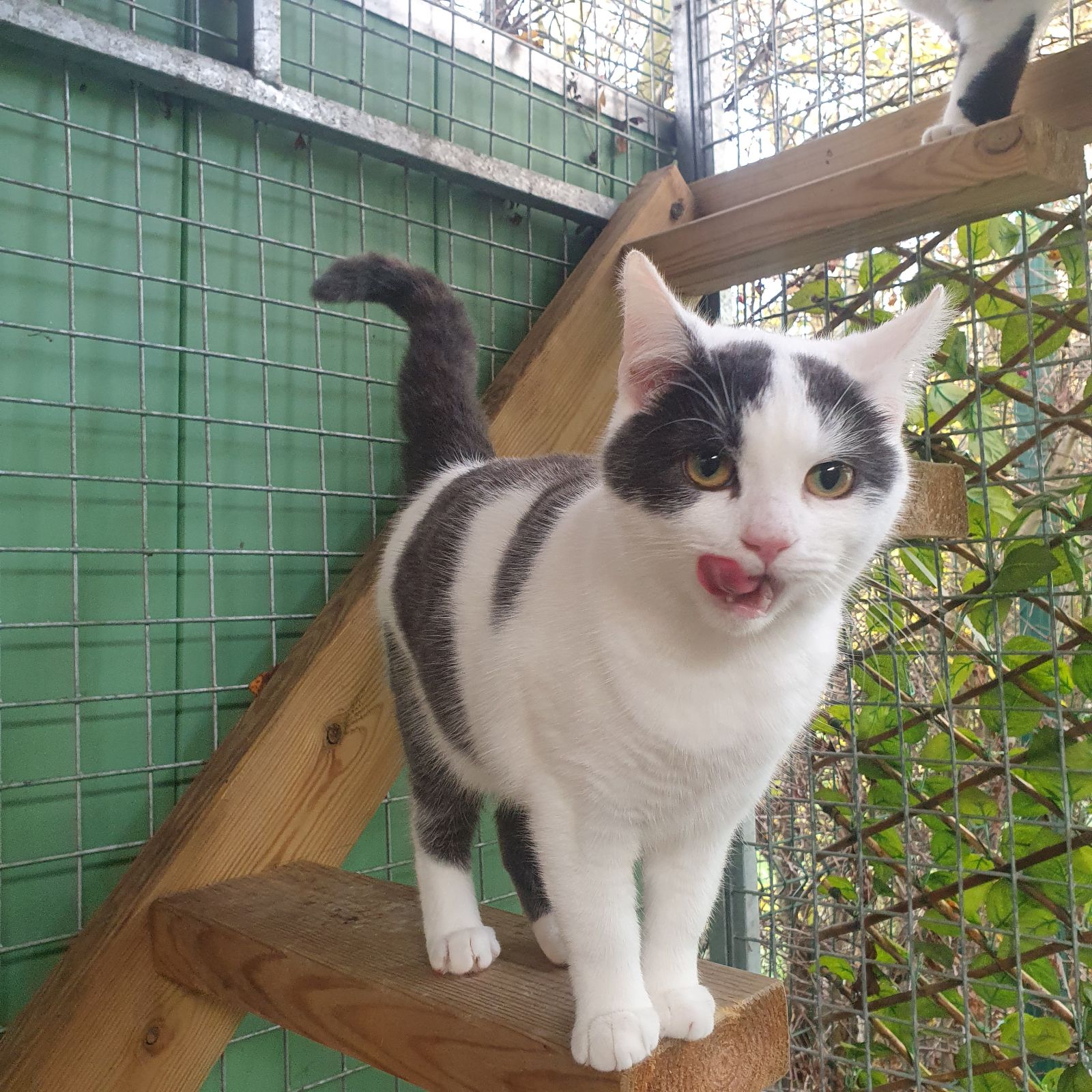 Carrie- 1 Year Old Female- RESERVED