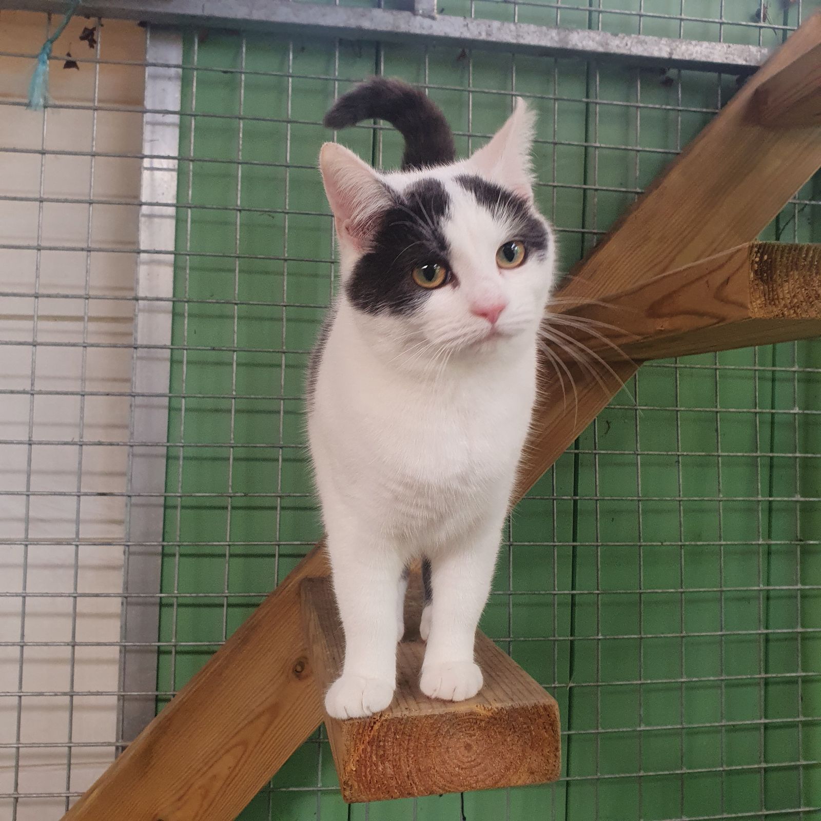 Carrie- 1 Year Old Female- RESERVED