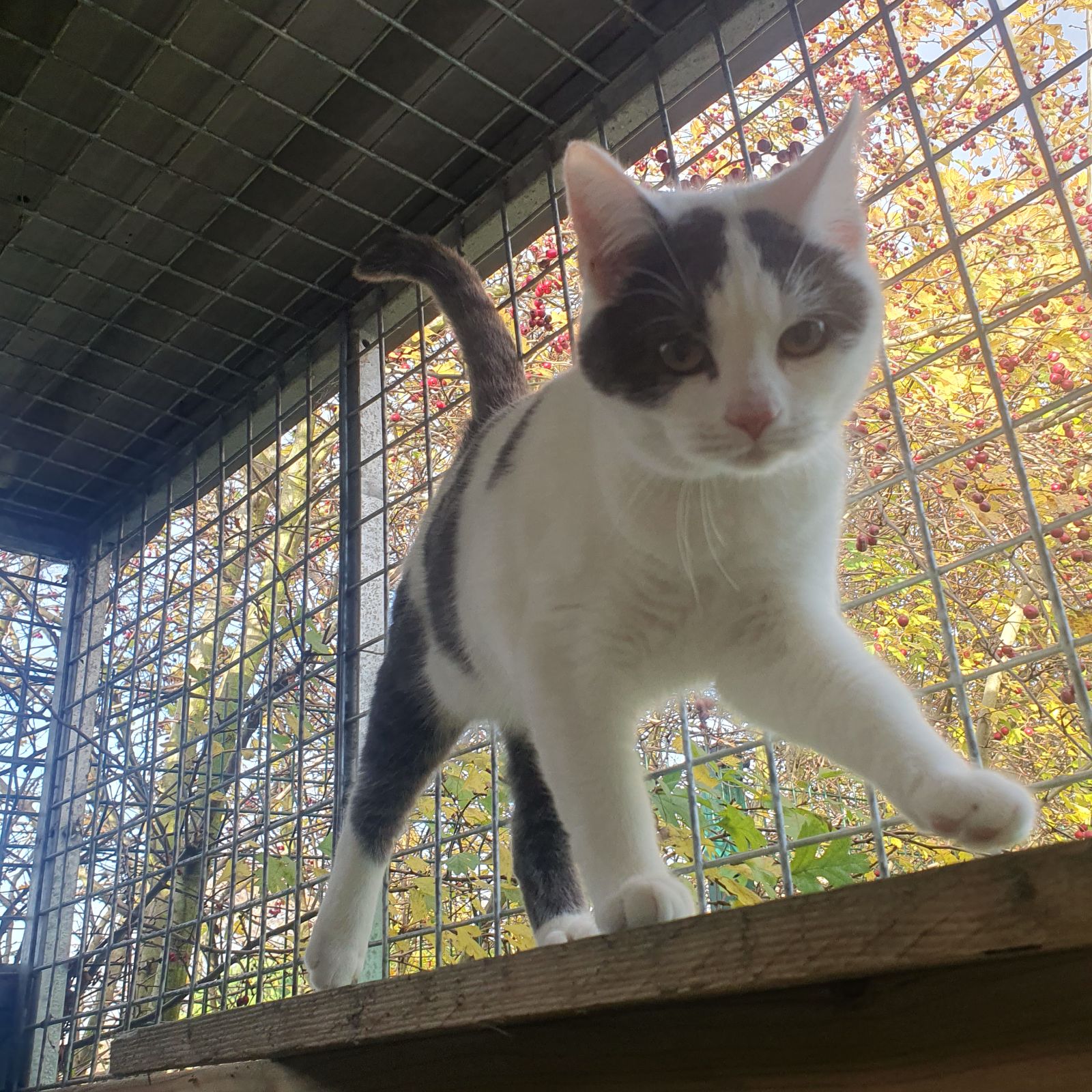 Carrie- 1 Year Old Female- RESERVED