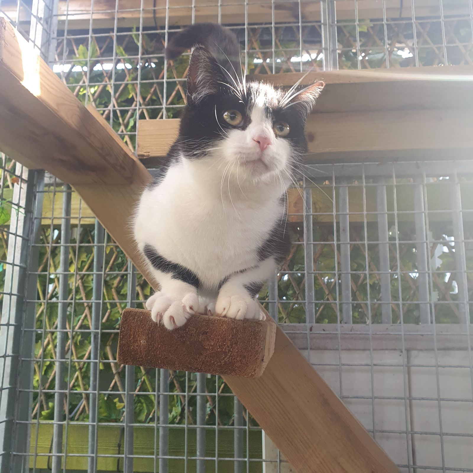 Jason- 1 Year Old Male- RESERVED