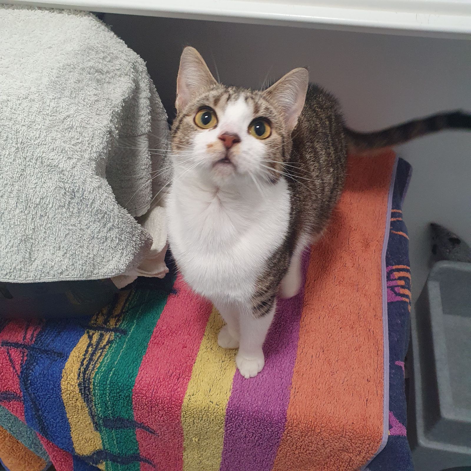 Nala- 2 Year Old Female- RESERVED