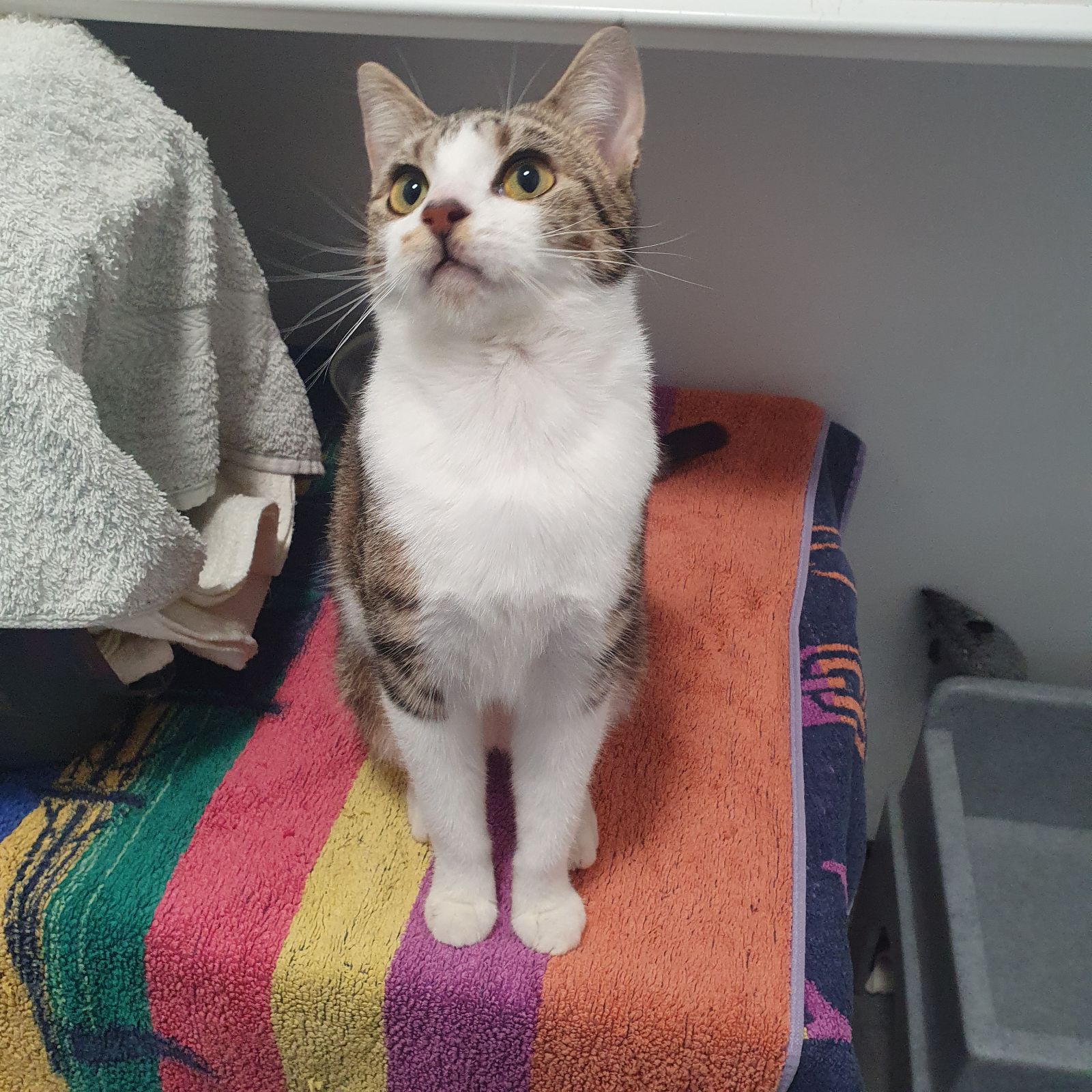 Nala- 2 Year Old Female- RESERVED