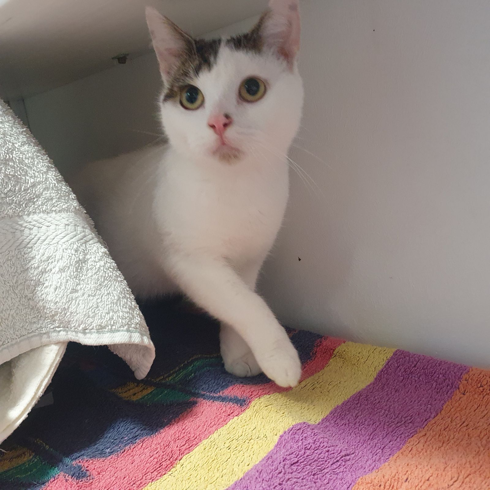 Gus- 2 Year Old Male- RESERVED