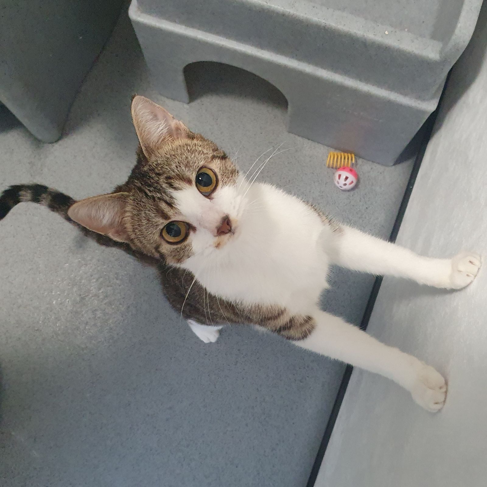 Nala- 2 Year Old Female- RESERVED