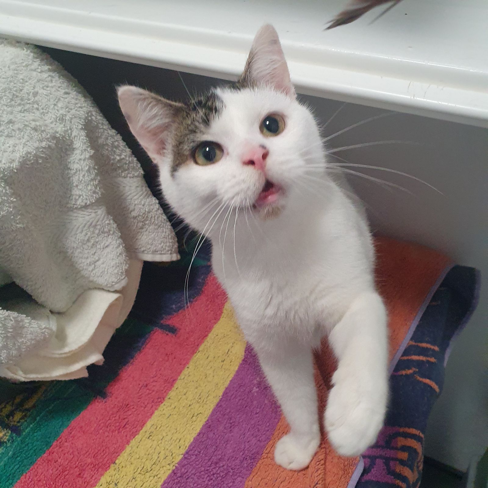 Gus- 2 Year Old Male- RESERVED