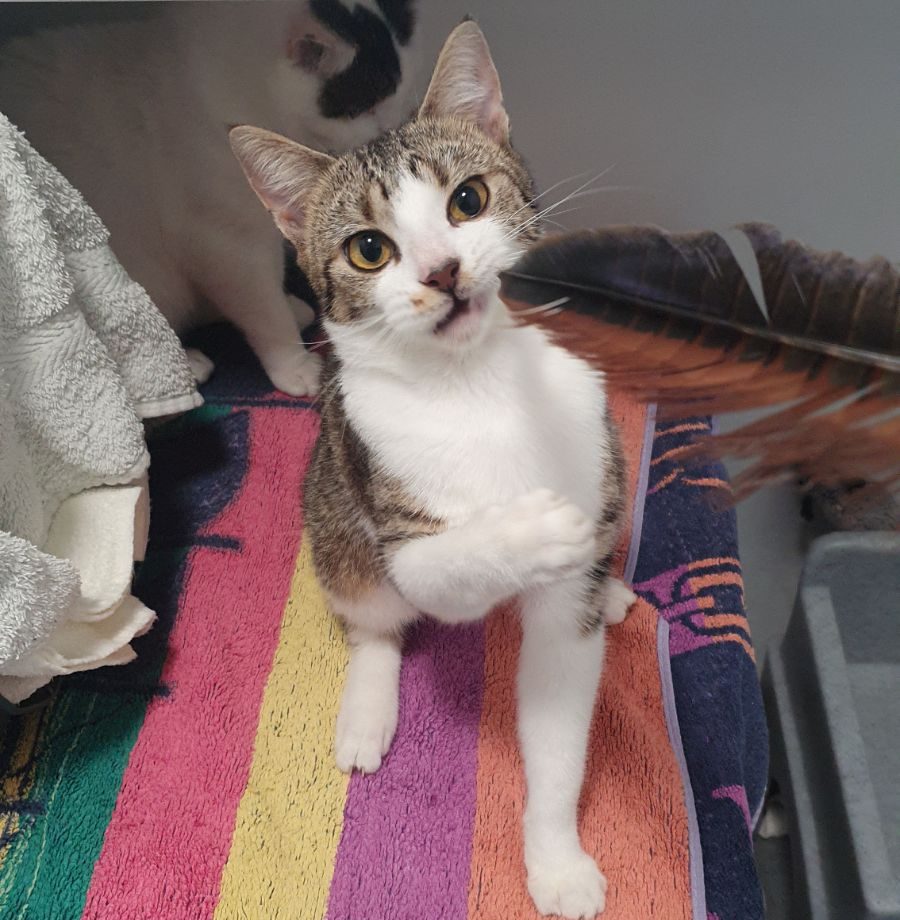 Nala- 2 Year Old Female- RESERVED