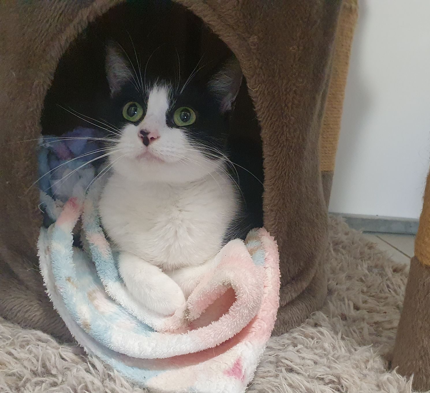 Buffy- 1 Year Old Female- RESERVED