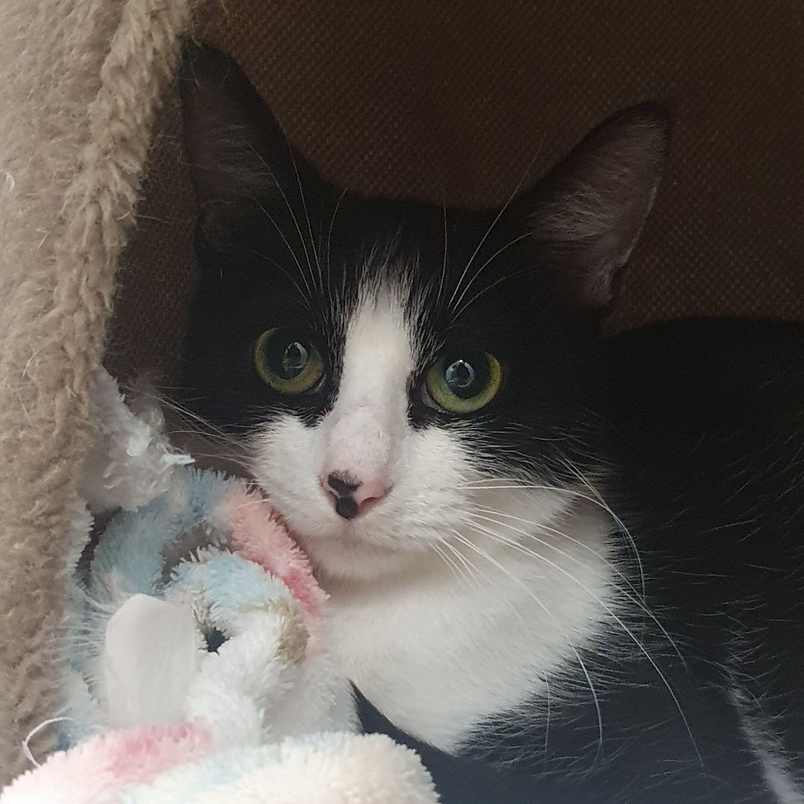 Buffy- 1 Year Old Female- RESERVED
