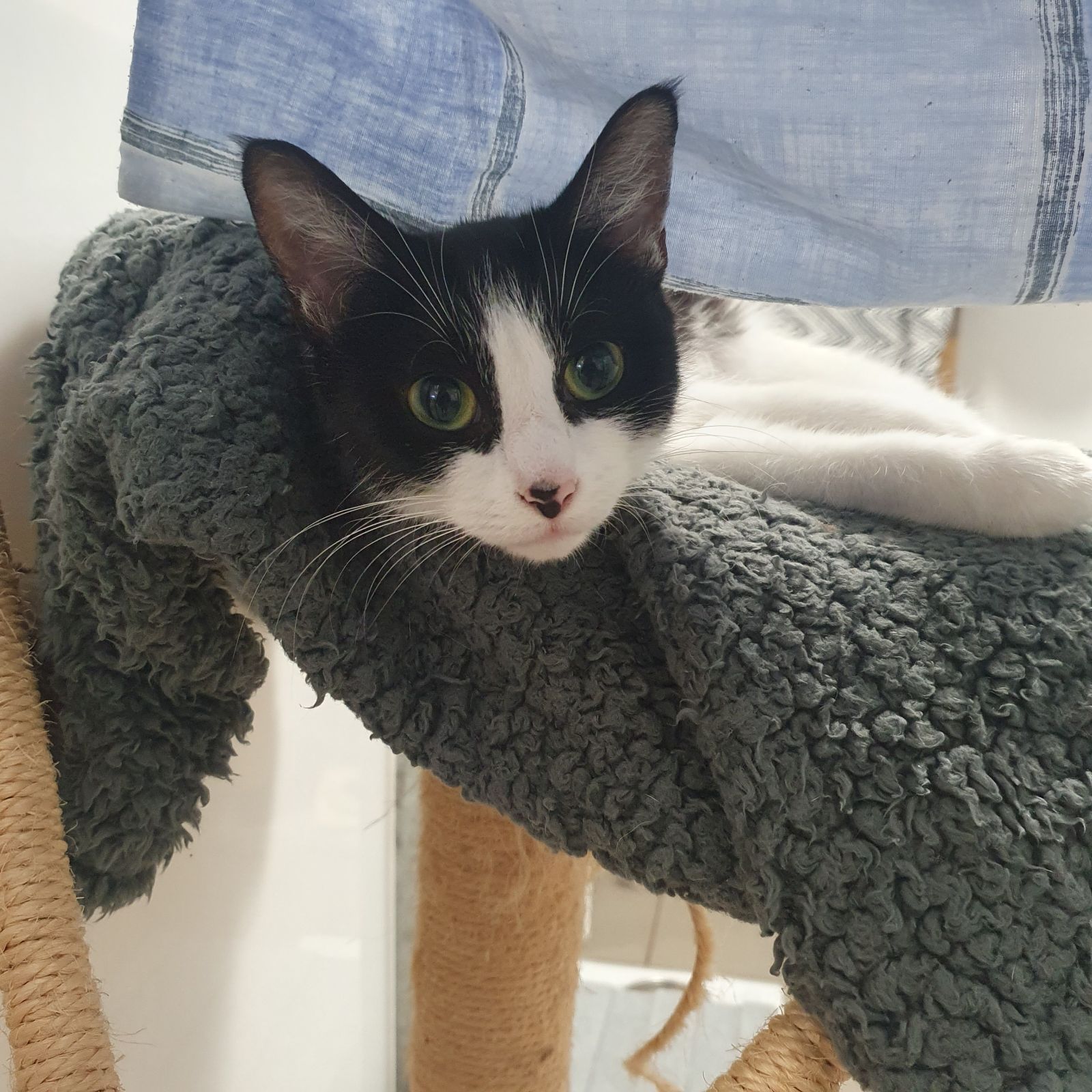 Buffy- 1 Year Old Female- RESERVED