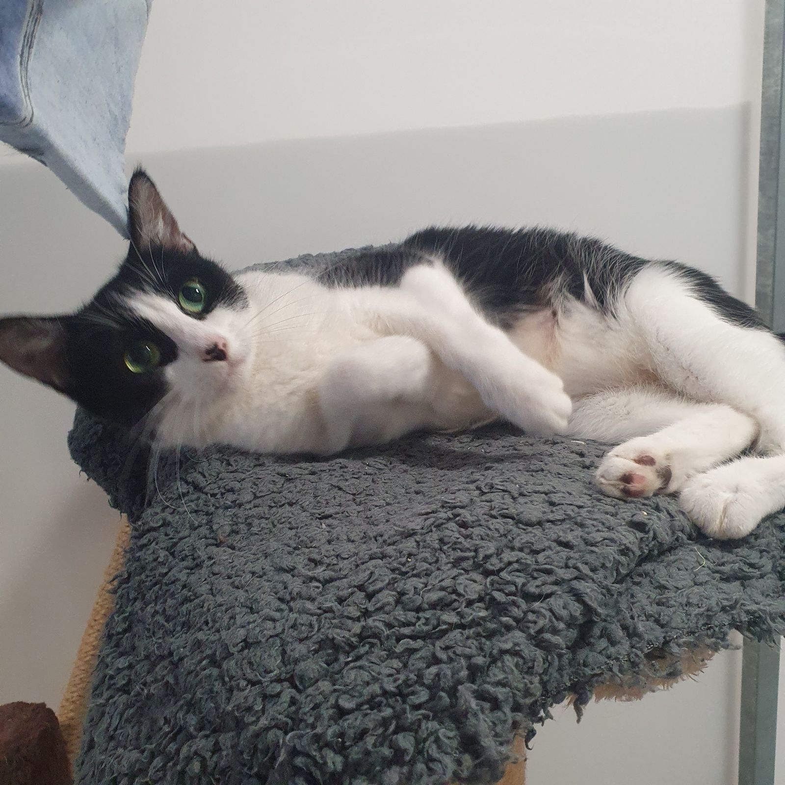 Buffy- 1 Year Old Female- RESERVED