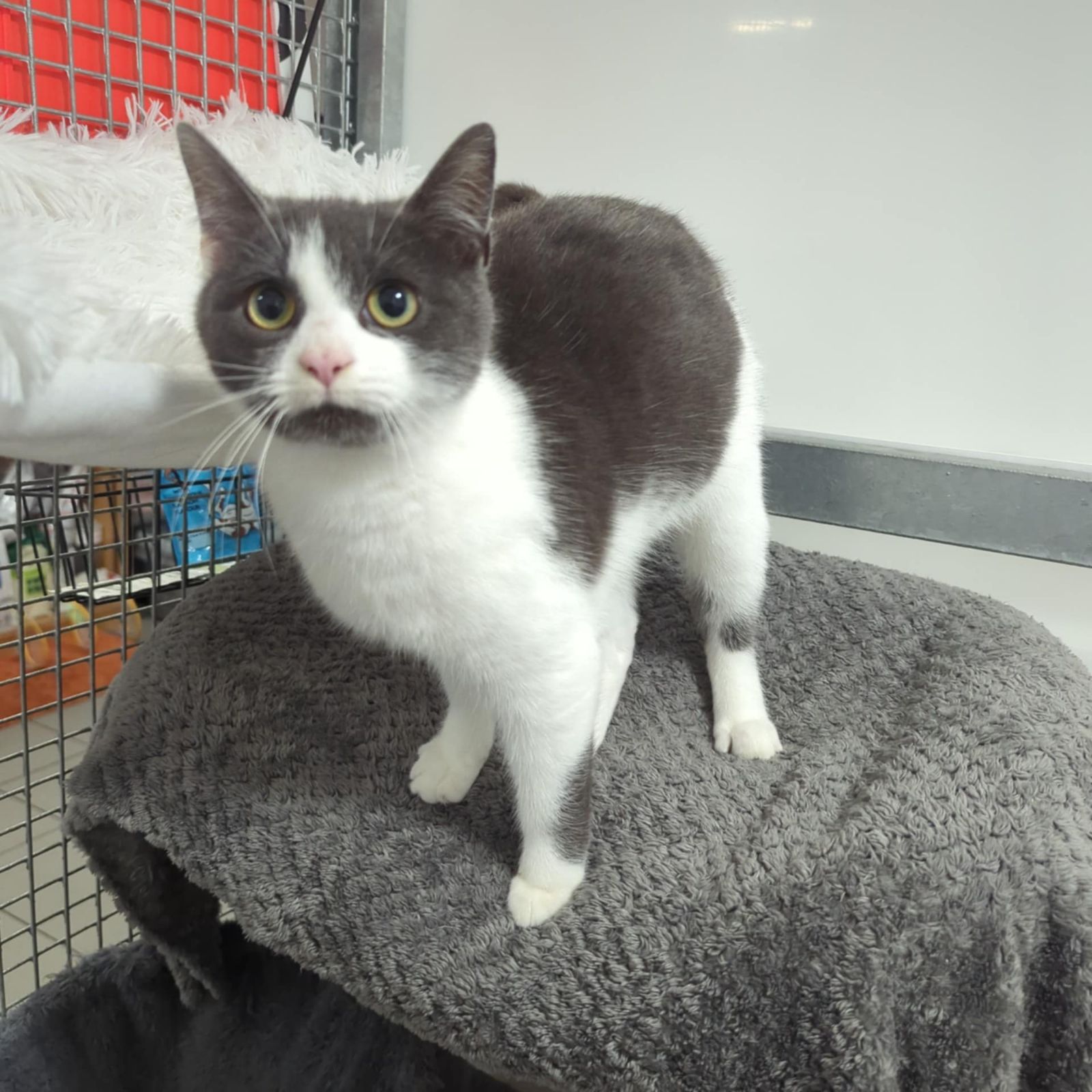 Sabrina- 1 Year Old Female- RESERVED