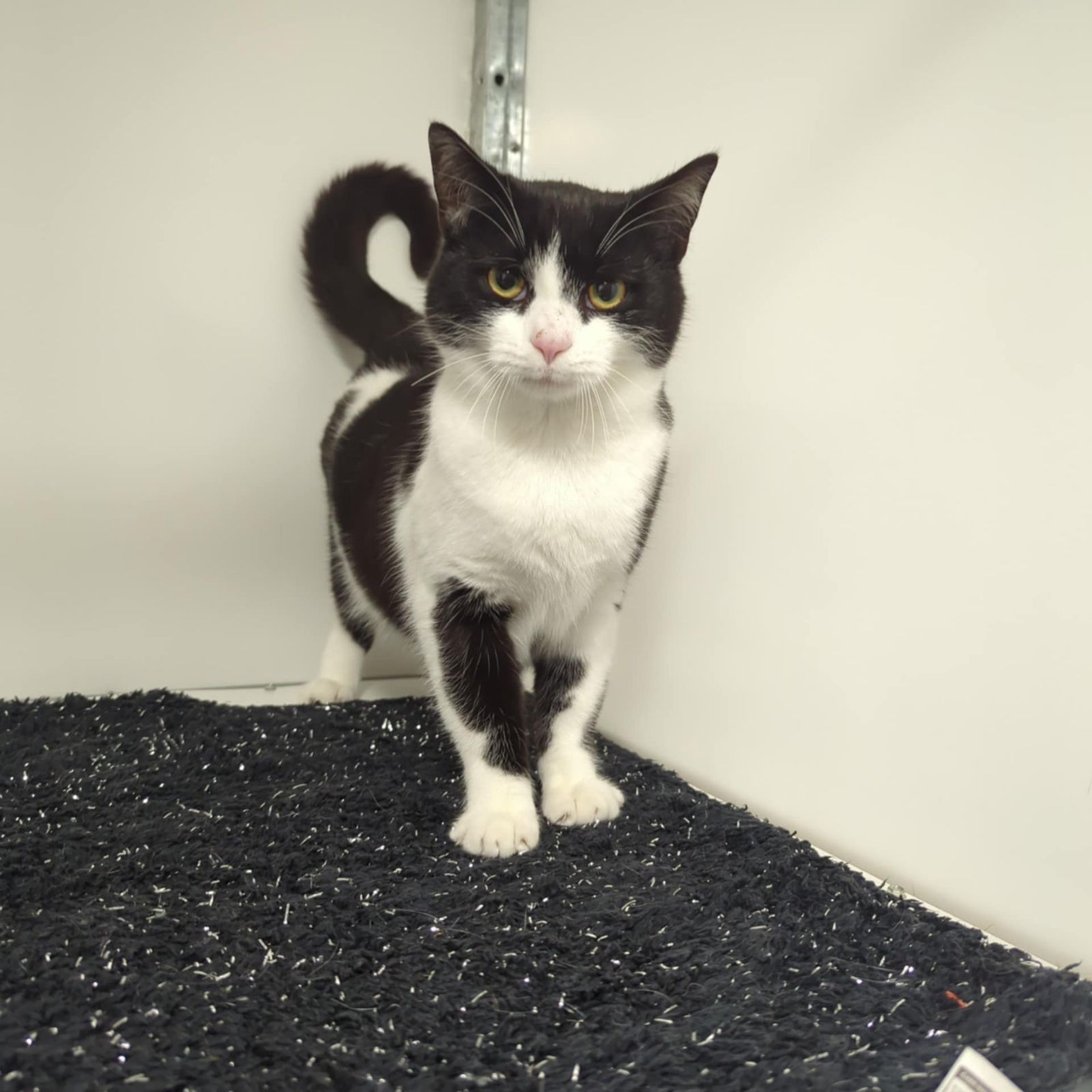 Jason- 1 Year Old Male- RESERVED