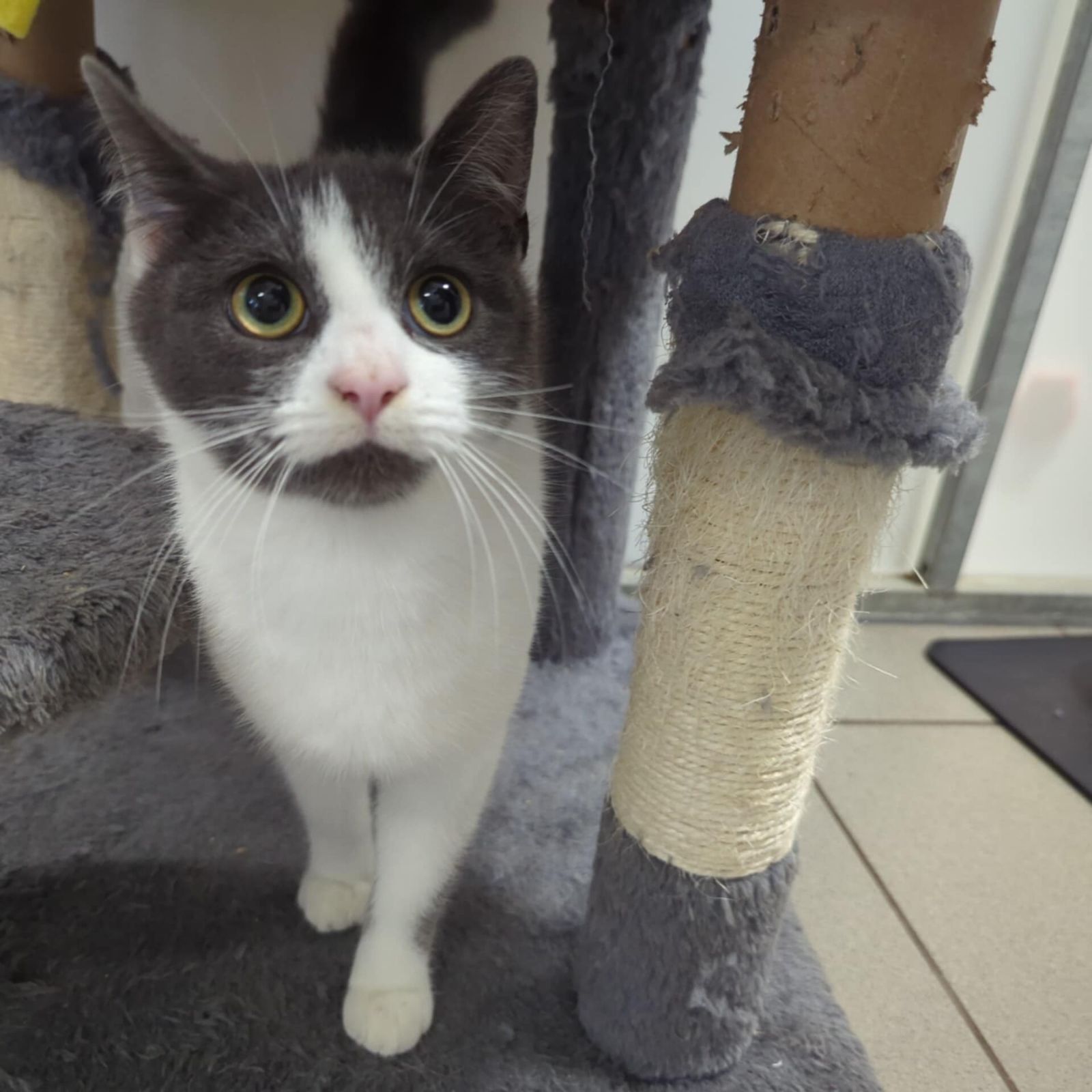 Sabrina- 1 Year Old Female- RESERVED