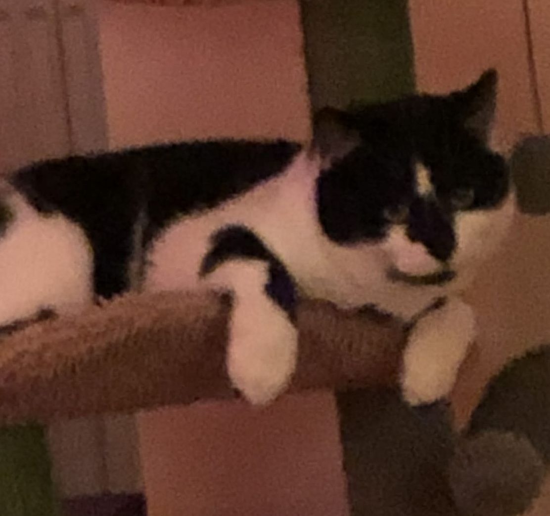 Baby- 2 Year Old Male – Spotlight Animal- MEETING BOOKED