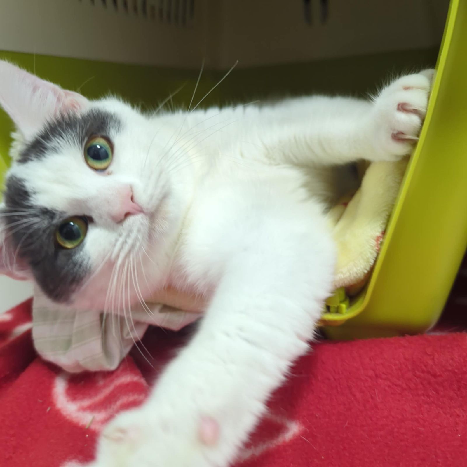 Carrie- 1 Year Old Female- RESERVED