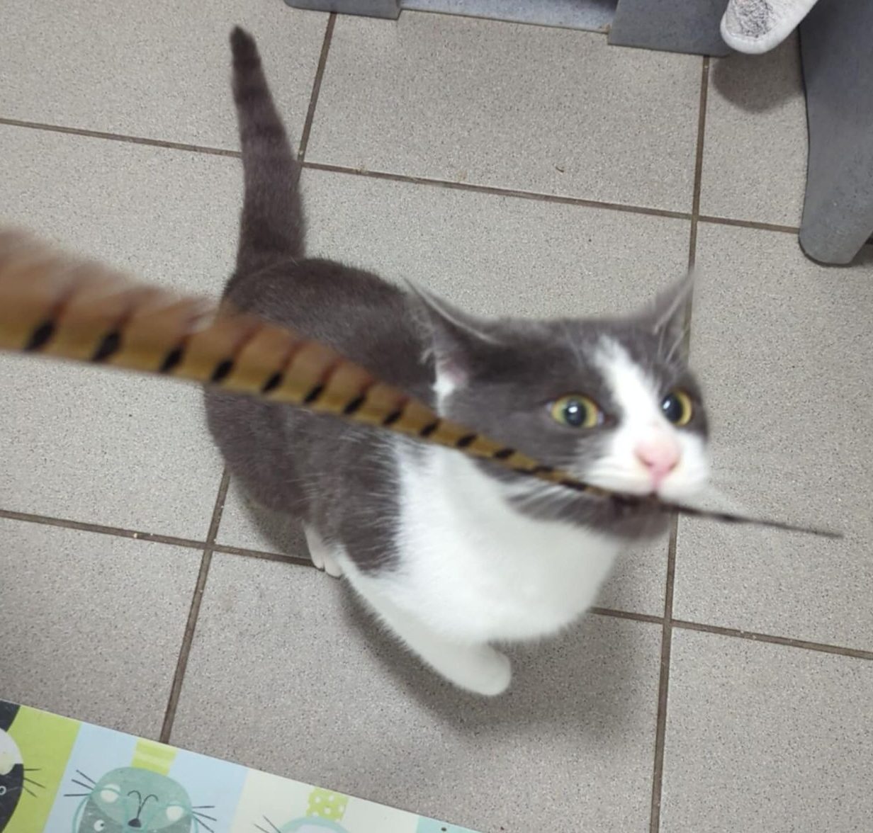 Sabrina- 1 Year Old Female- RESERVED