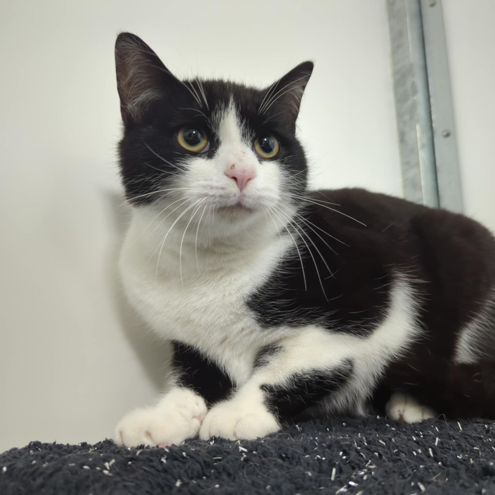 Jason- 1 Year Old Male- RESERVED
