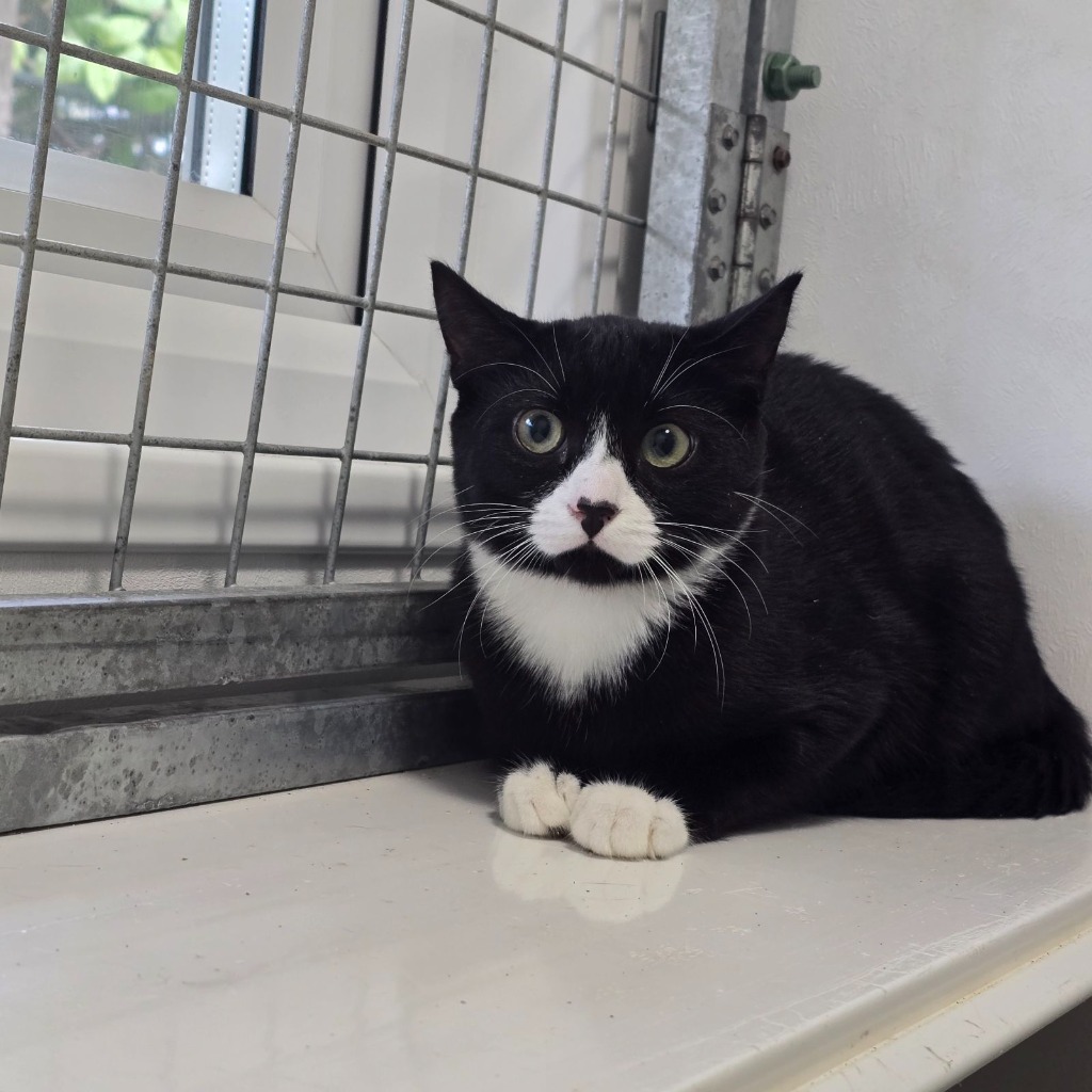 Humbug and Lupin- FARM HOME WANTED