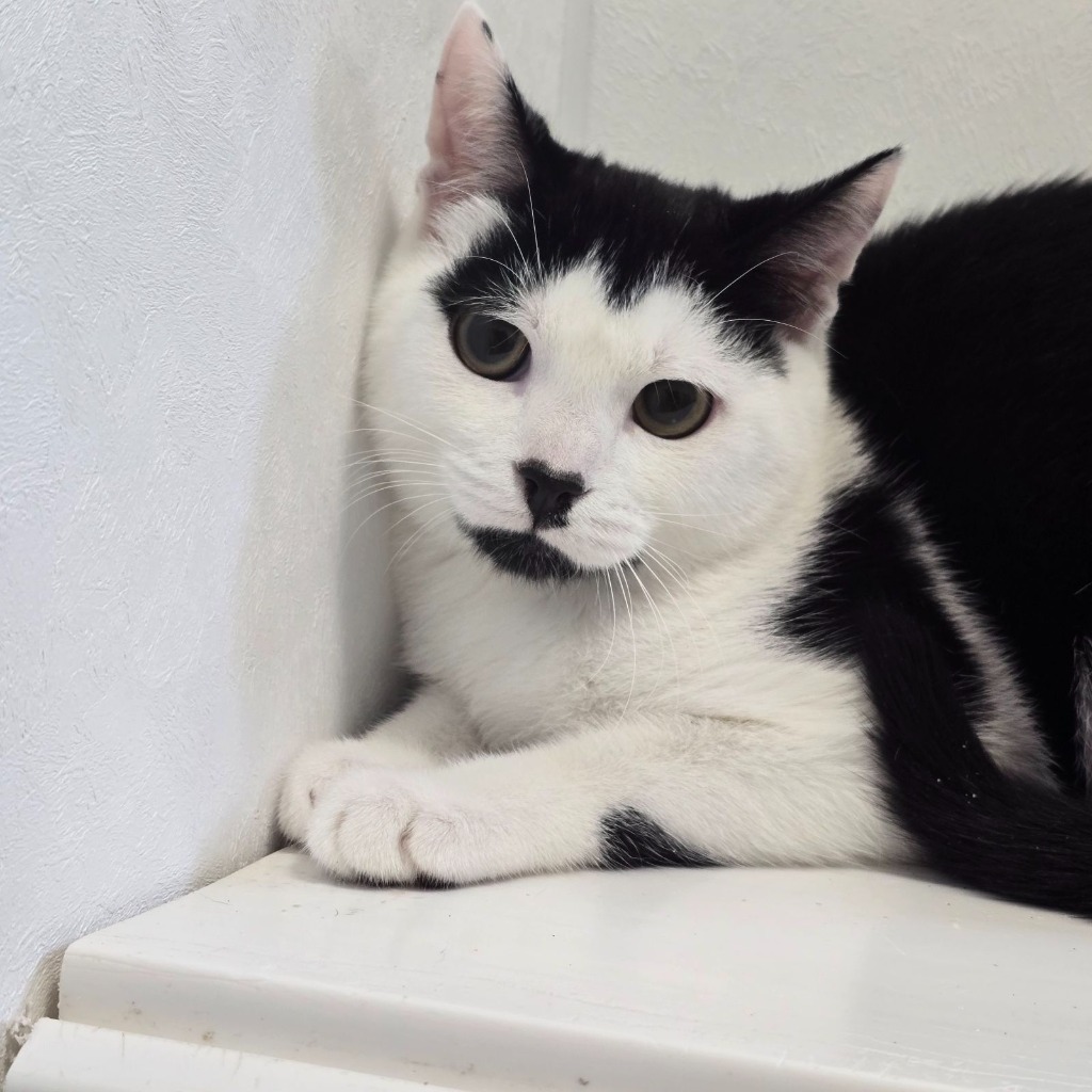Humbug and Lupin- FARM HOME WANTED