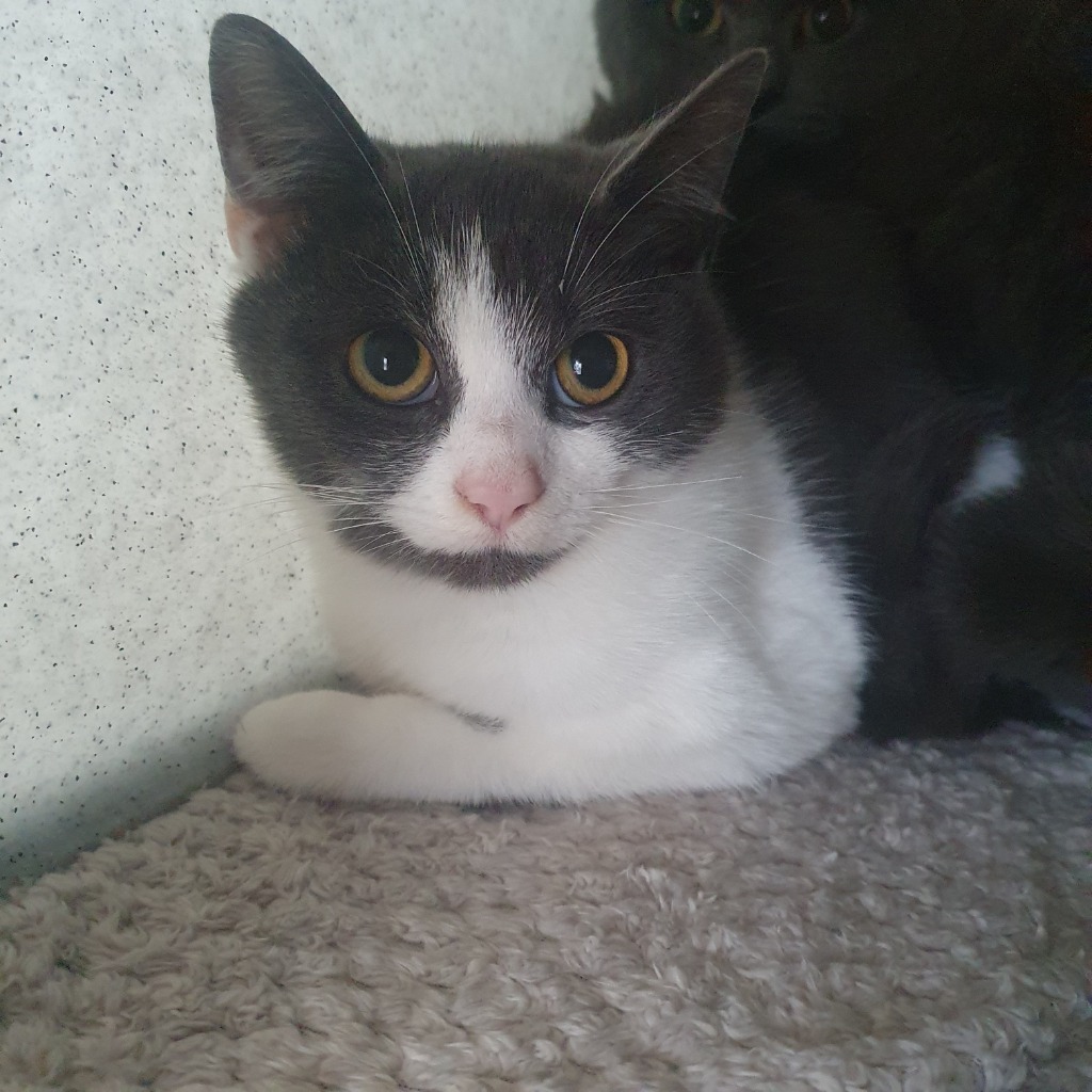 Sabrina- 1 Year Old Female- RESERVED