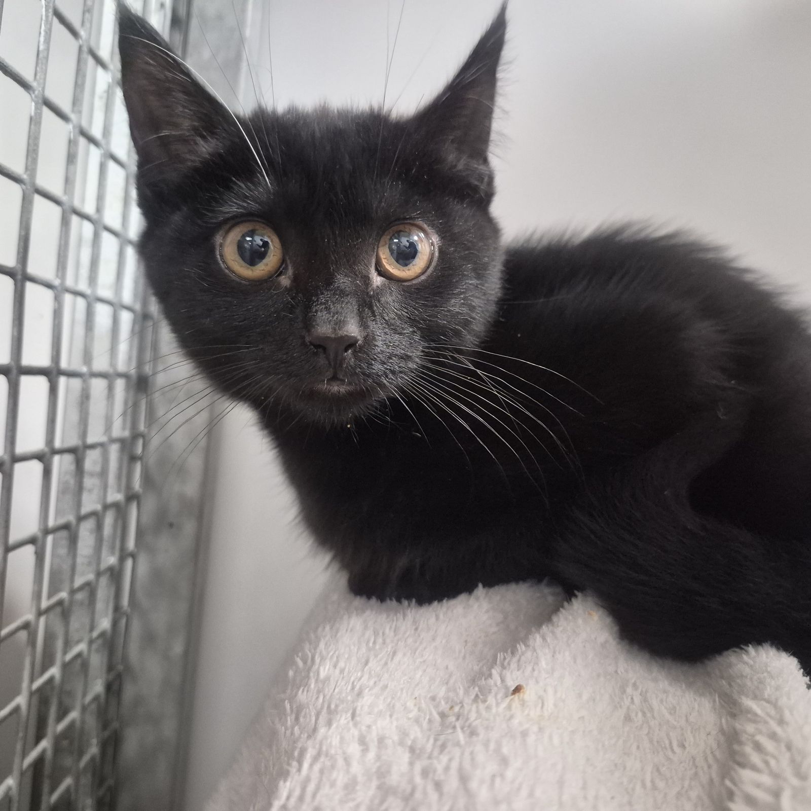 Sugar and Plum- 12 week old Males- RESERVED