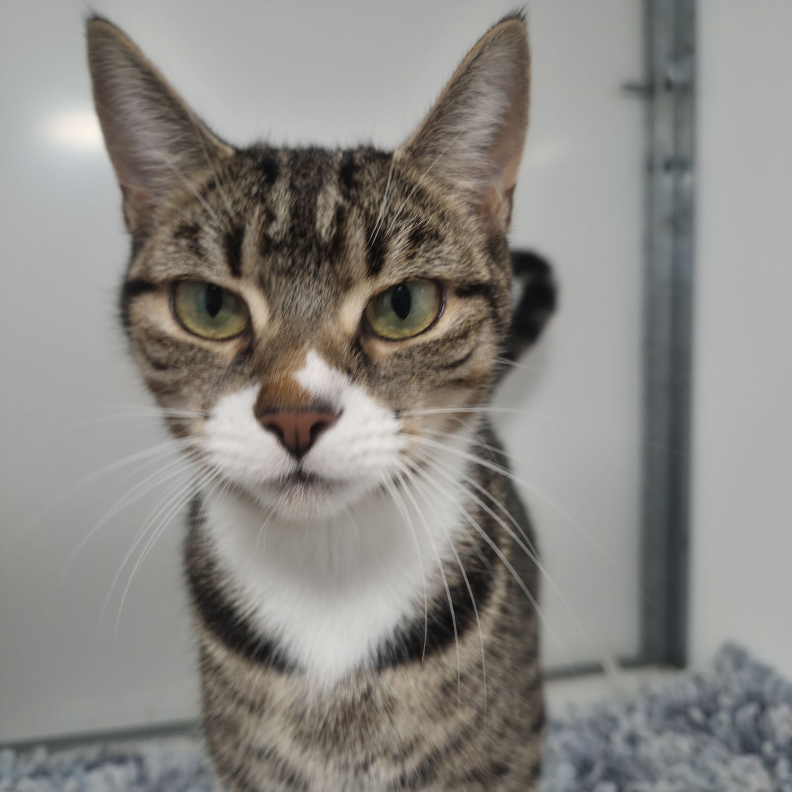 Blaire- 2 Year Old Female- RESERVED