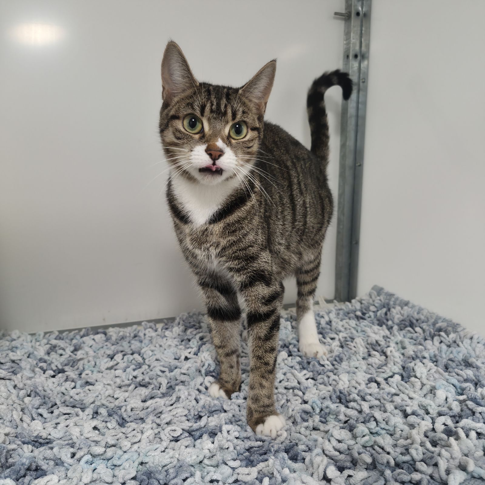Blaire- 2 Year Old Female- RESERVED