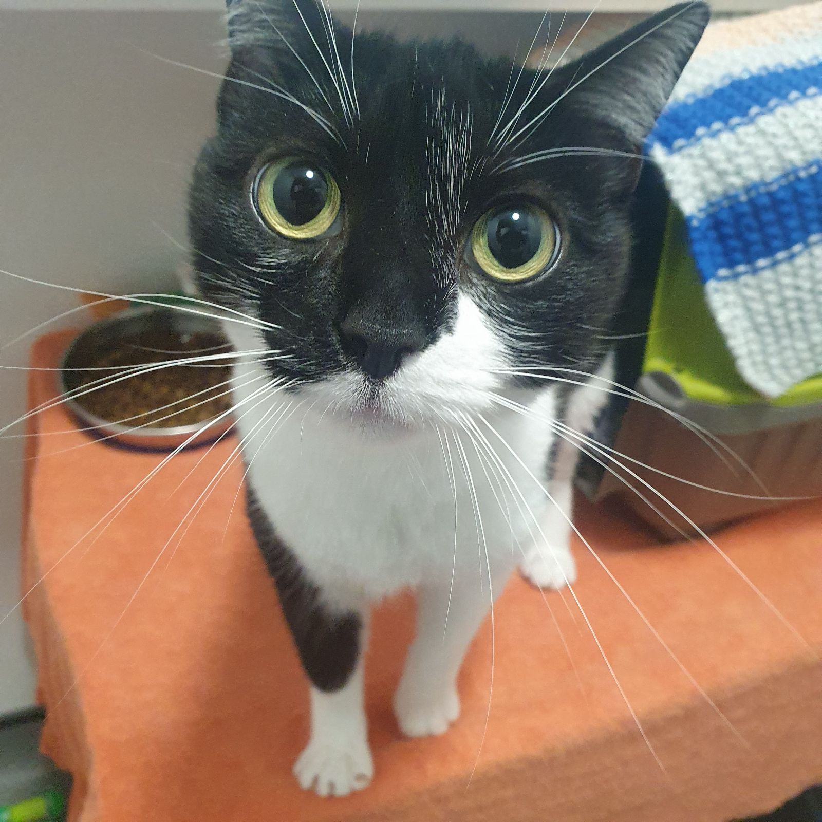 Figgy Pudding- 2 Year Old Female MEETING BOOKED