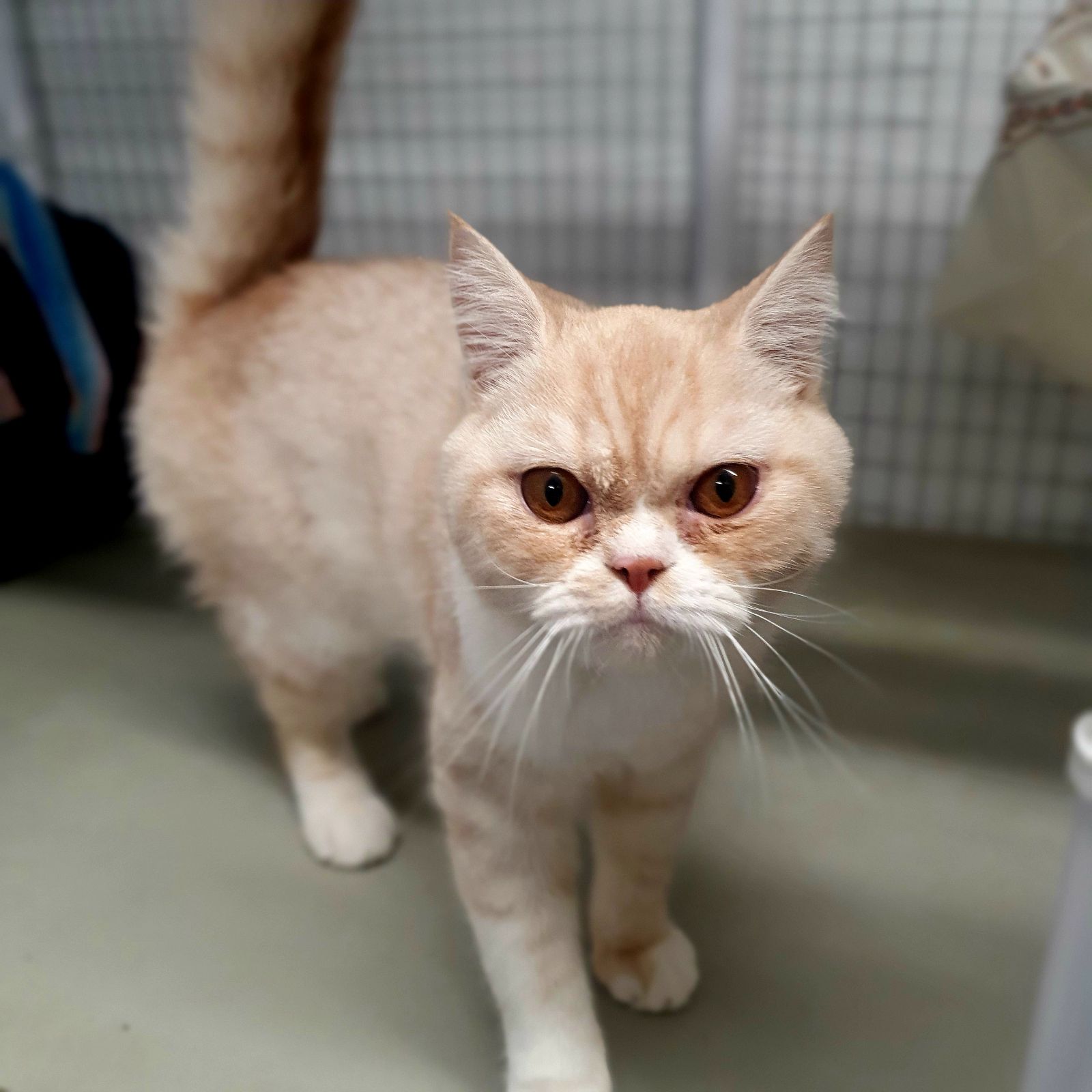 Arnold- 8 Month Old Male
