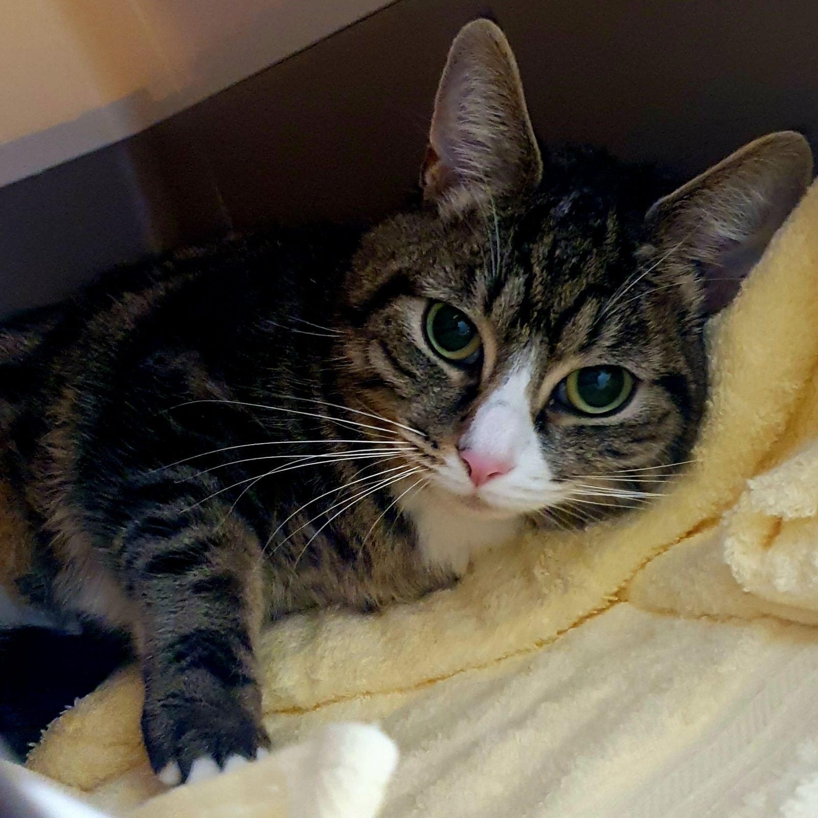April- 1 Year Old Female – RESERVED