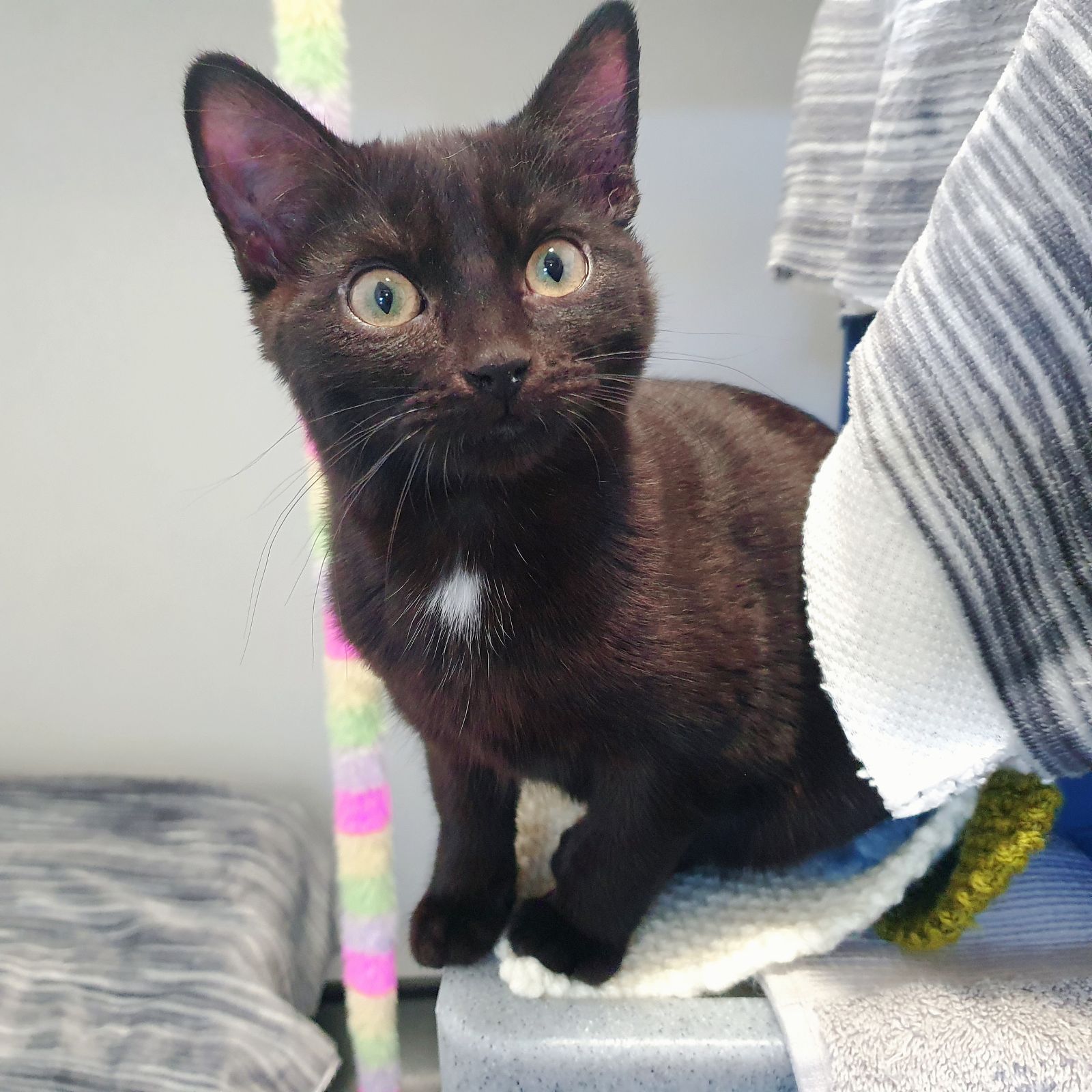 Cream- 18 Week Old Female RESERVED