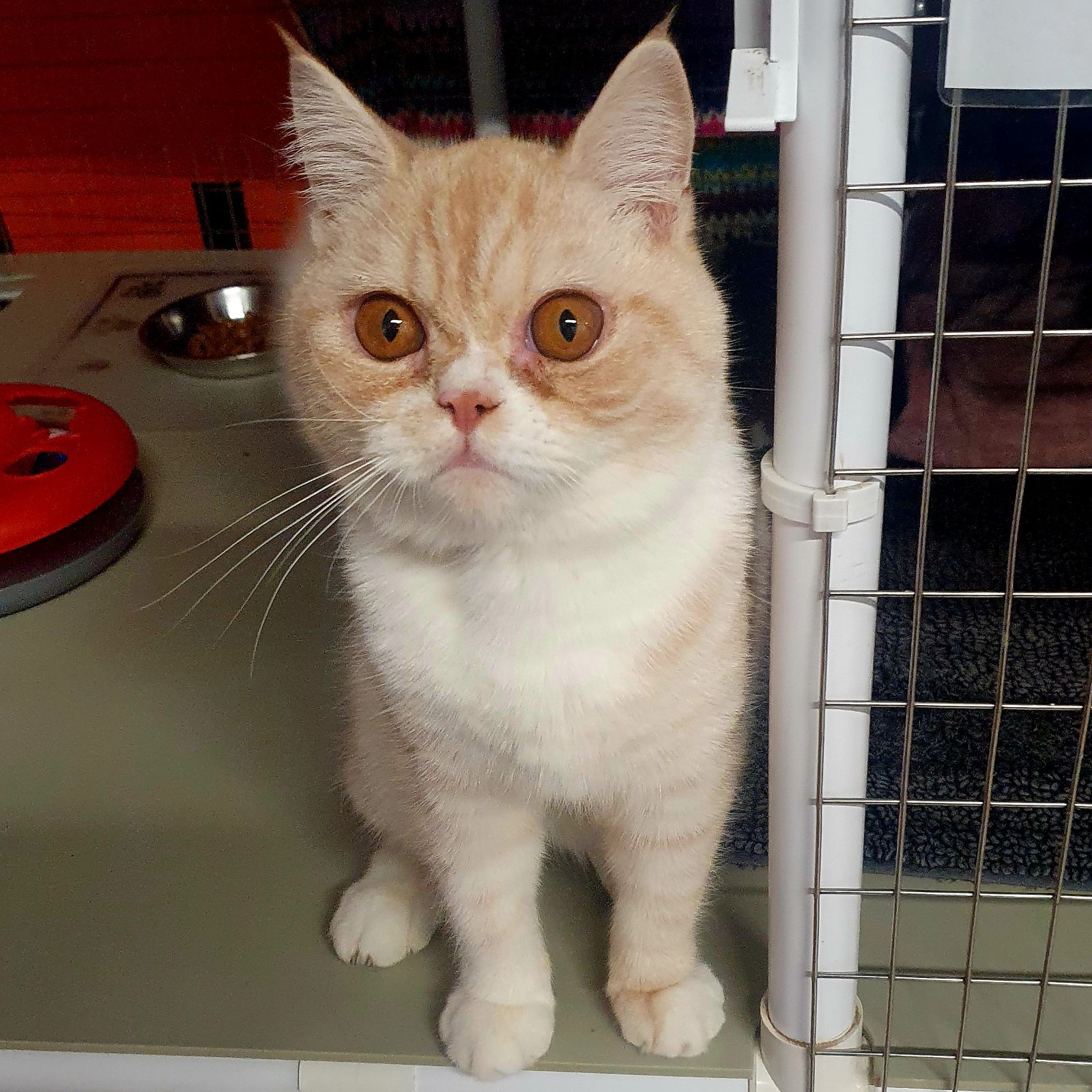Arnold- 8 Month Old Male