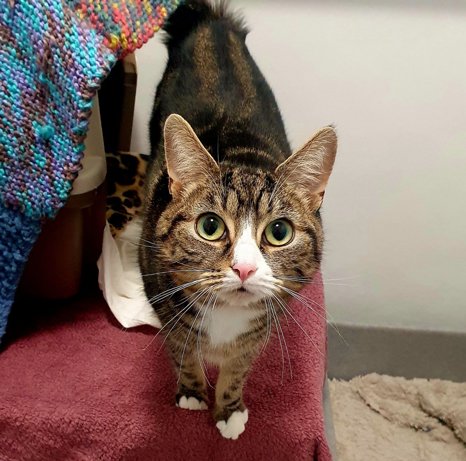 April- 1 Year Old Female – RESERVED