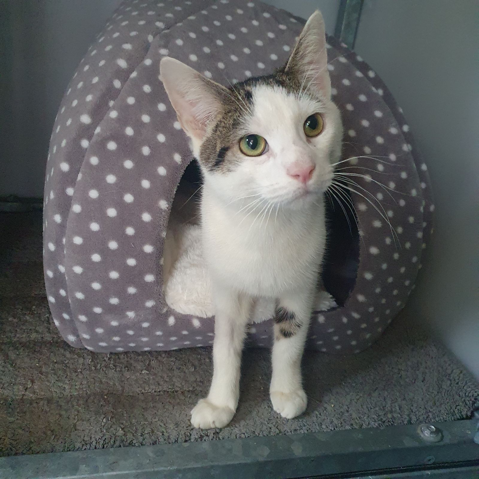 Mochi- 1 Year Old Male