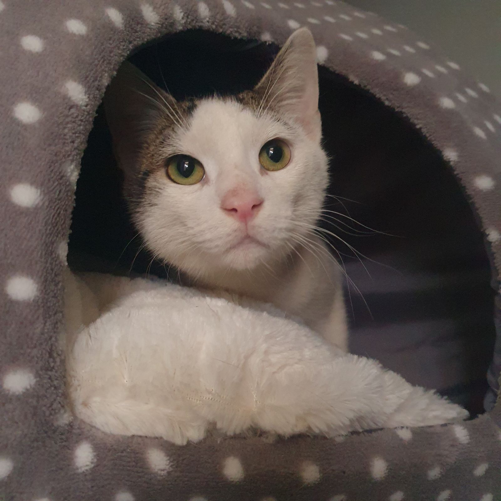 Mochi- 1 Year Old Male