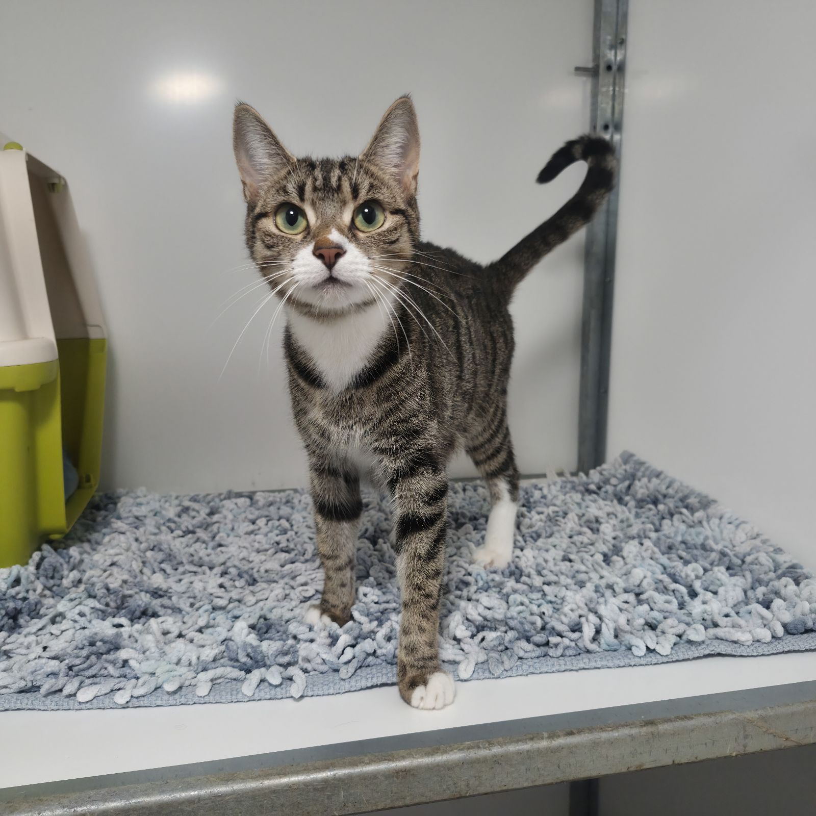 Blaire- 2 Year Old Female- RESERVED