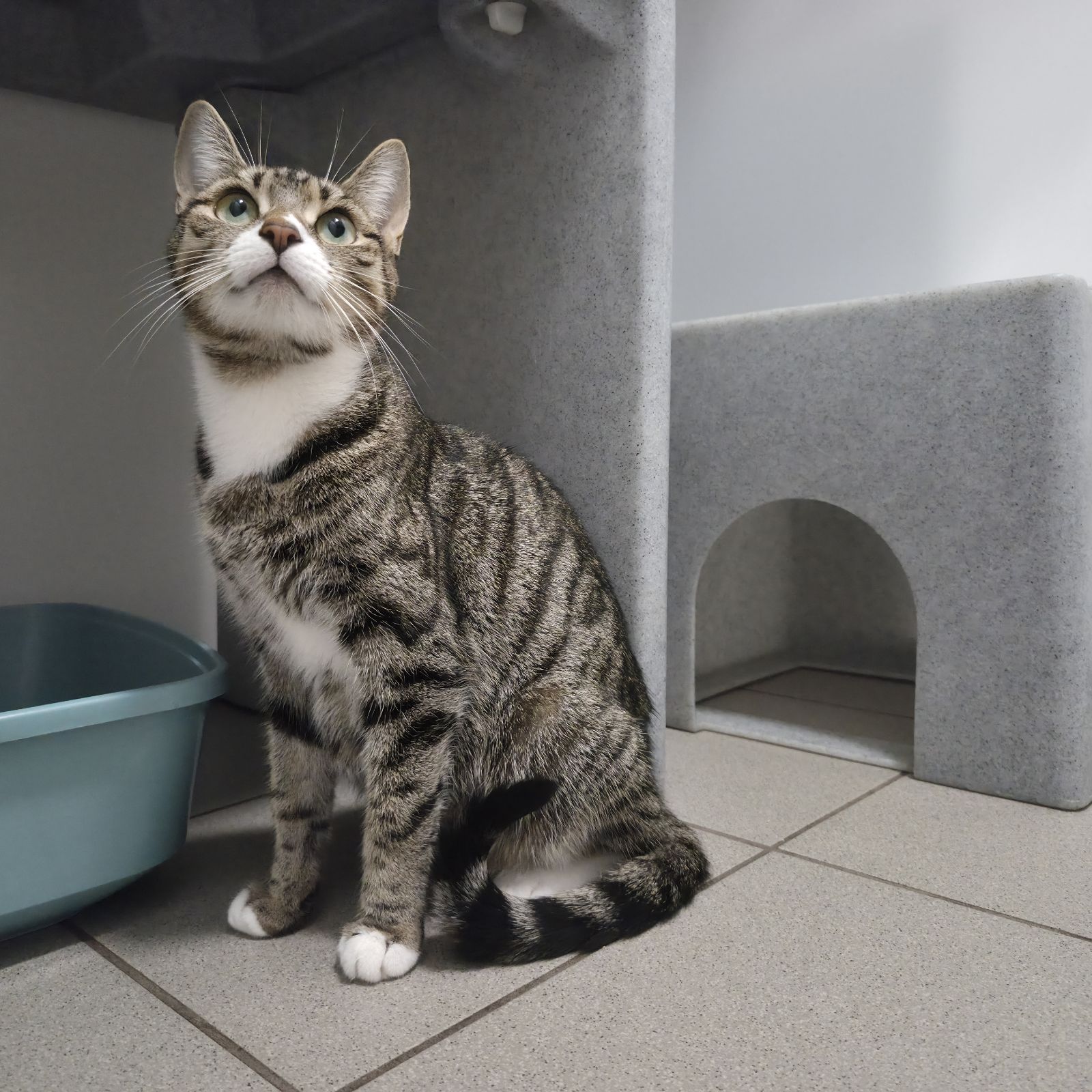 Blaire- 2 Year Old Female- RESERVED