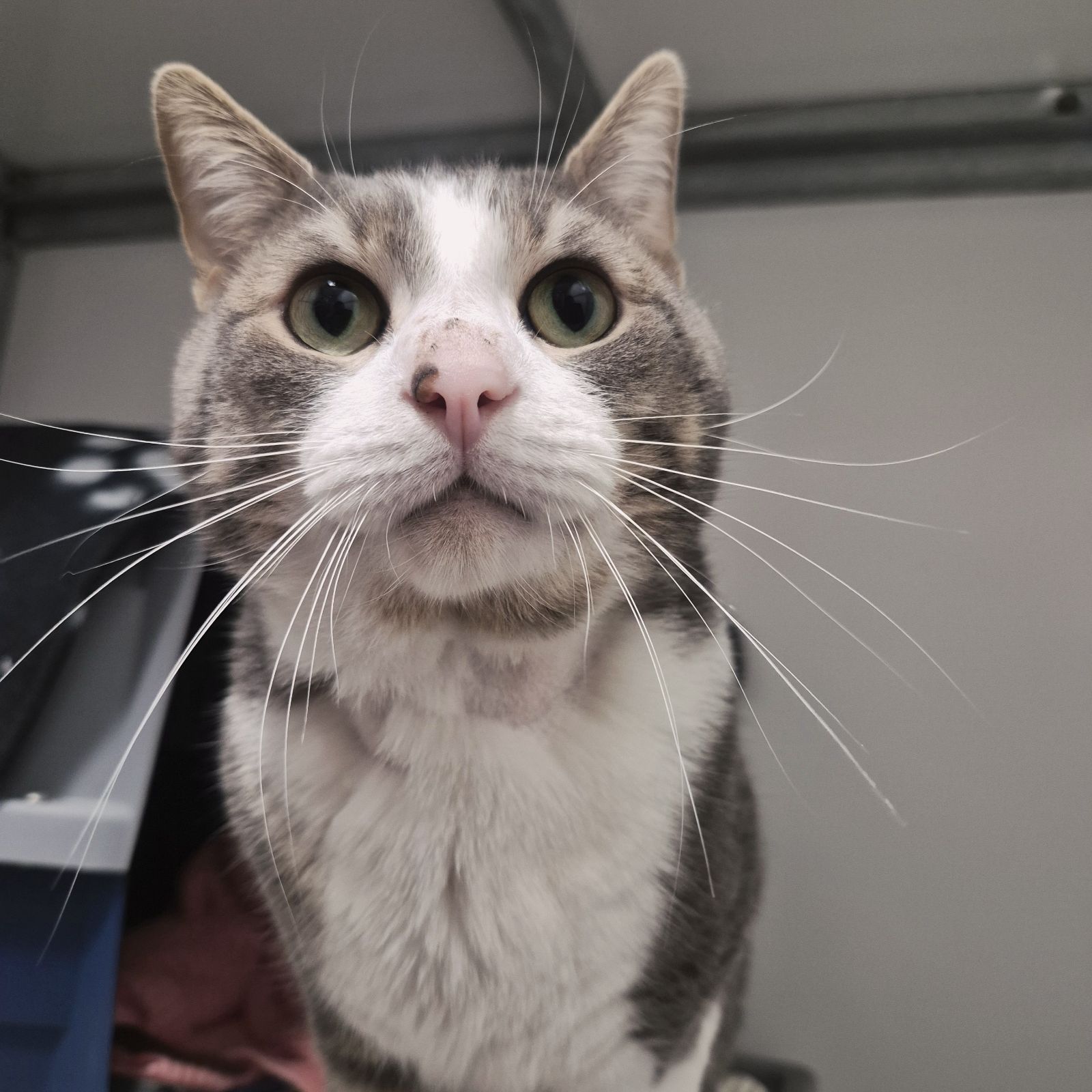 Pugsley- 4 Year Old Male-RESERVED