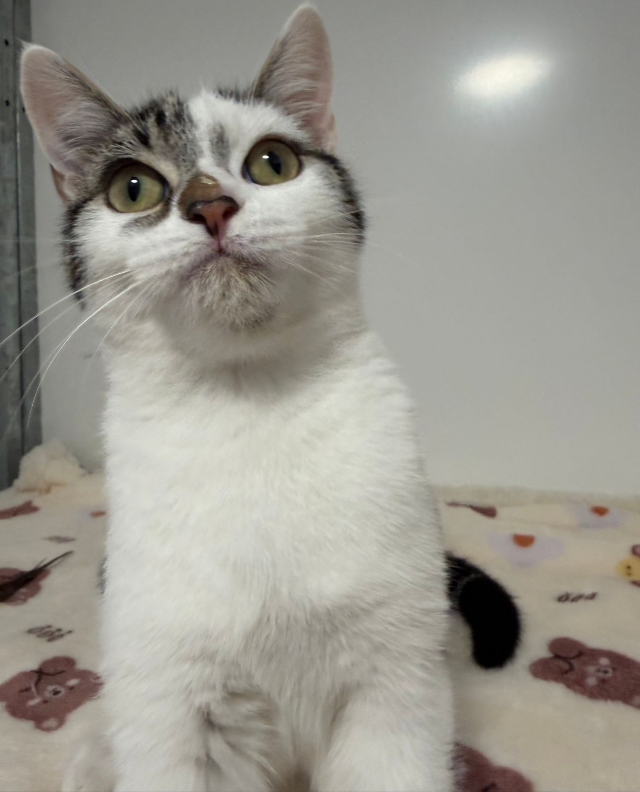 Minnie- 8 Month Old Female RESERVED