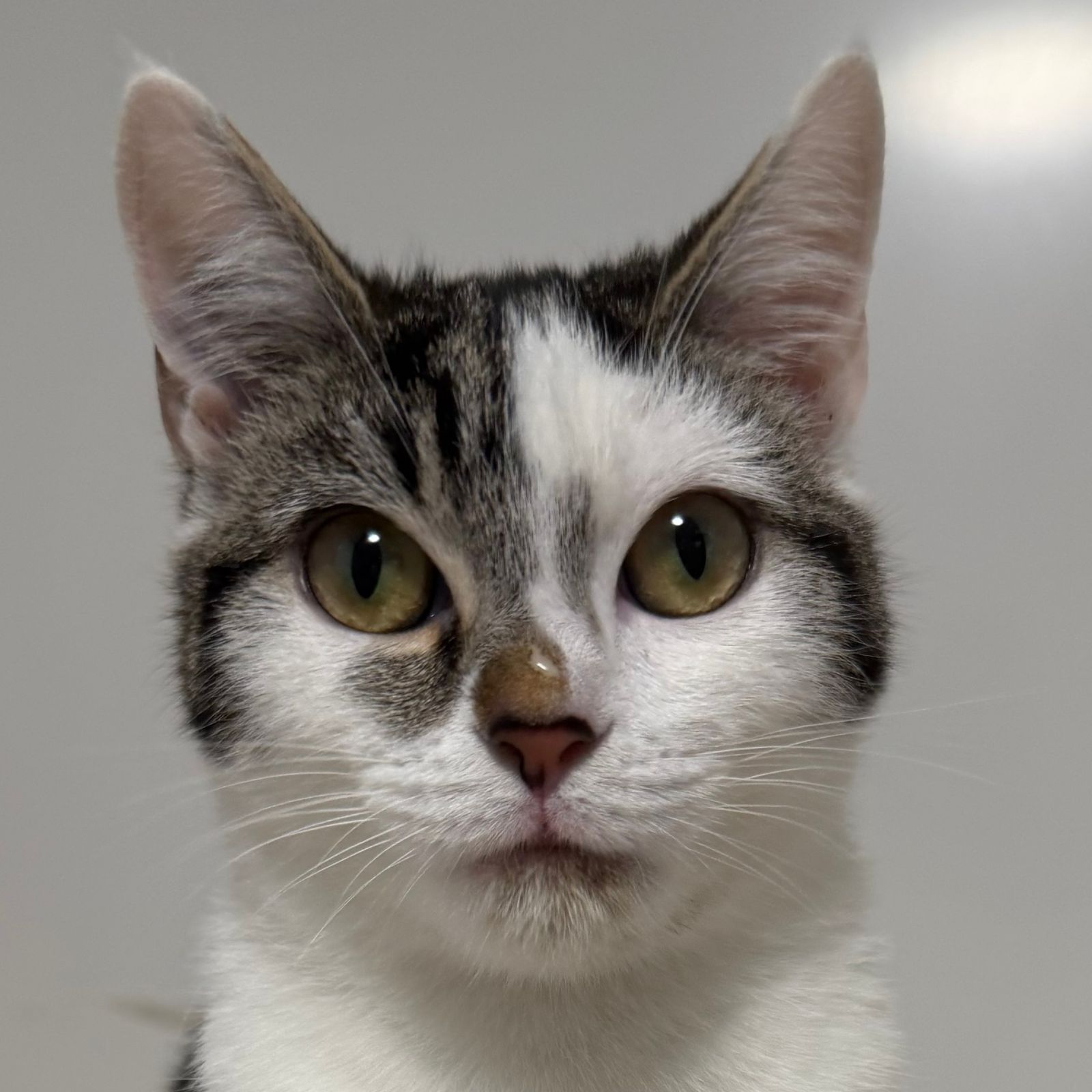Minnie- 8 Month Old Female RESERVED
