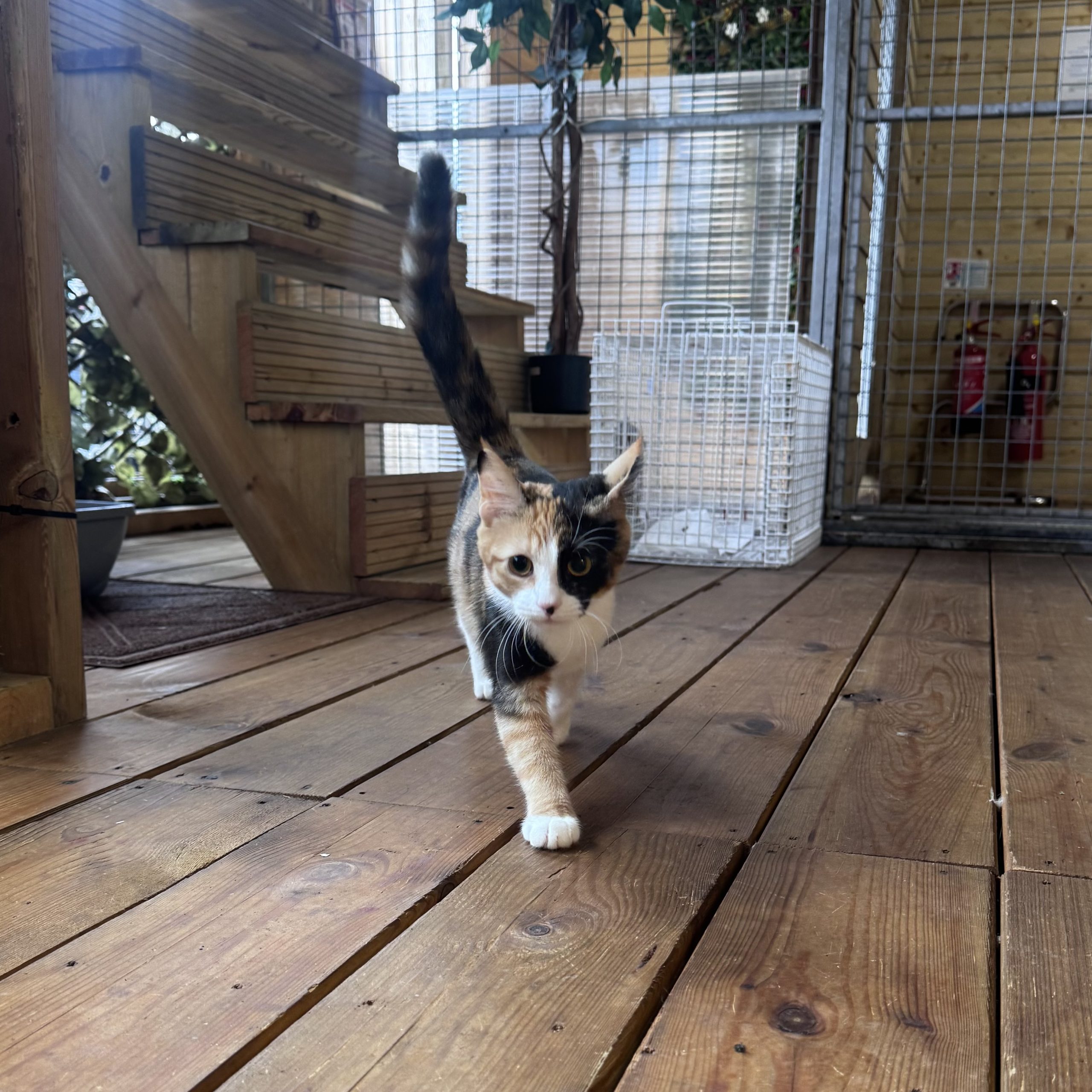 Wednesday- 6 Month Old Female- RESERVED