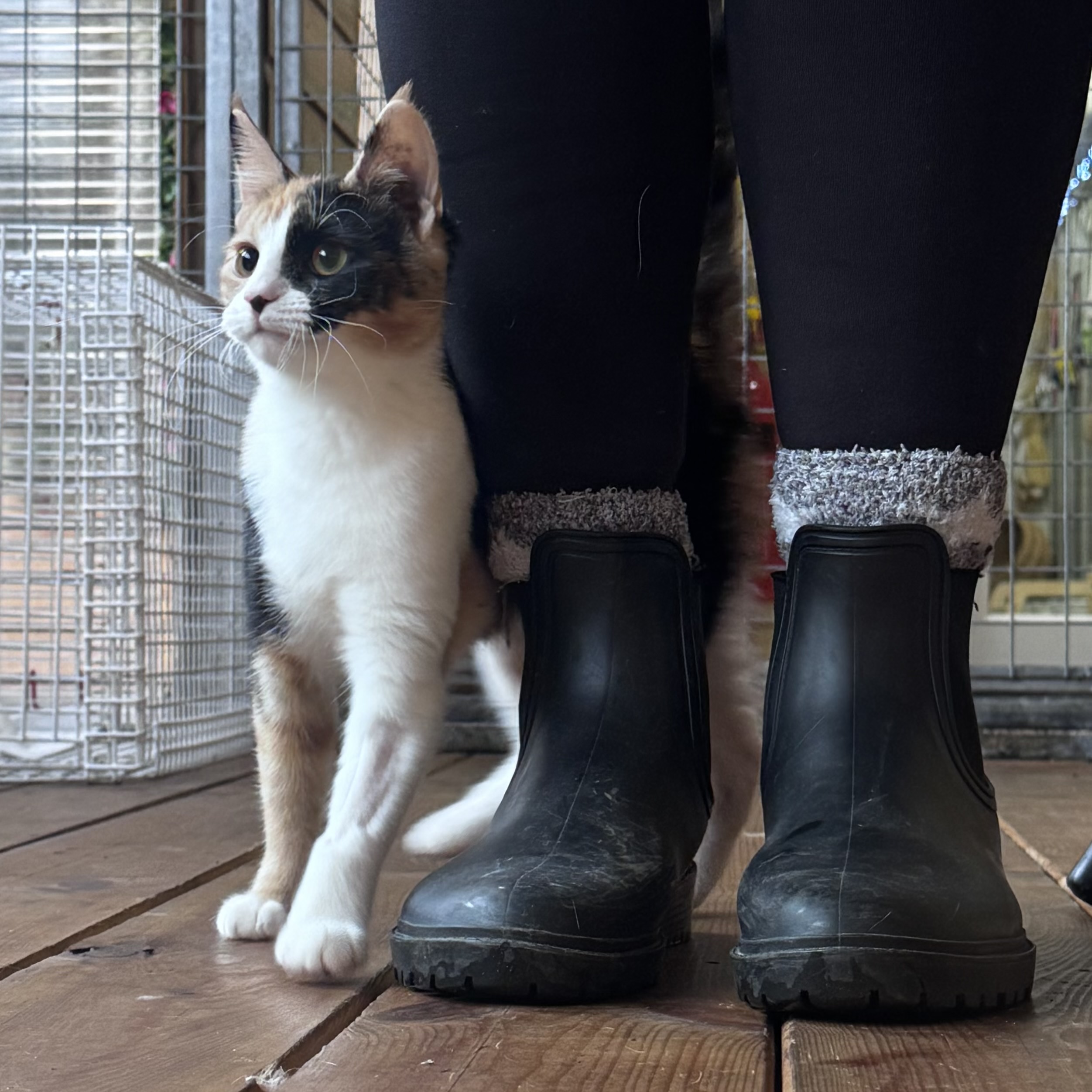 Wednesday- 6 Month Old Female- RESERVED